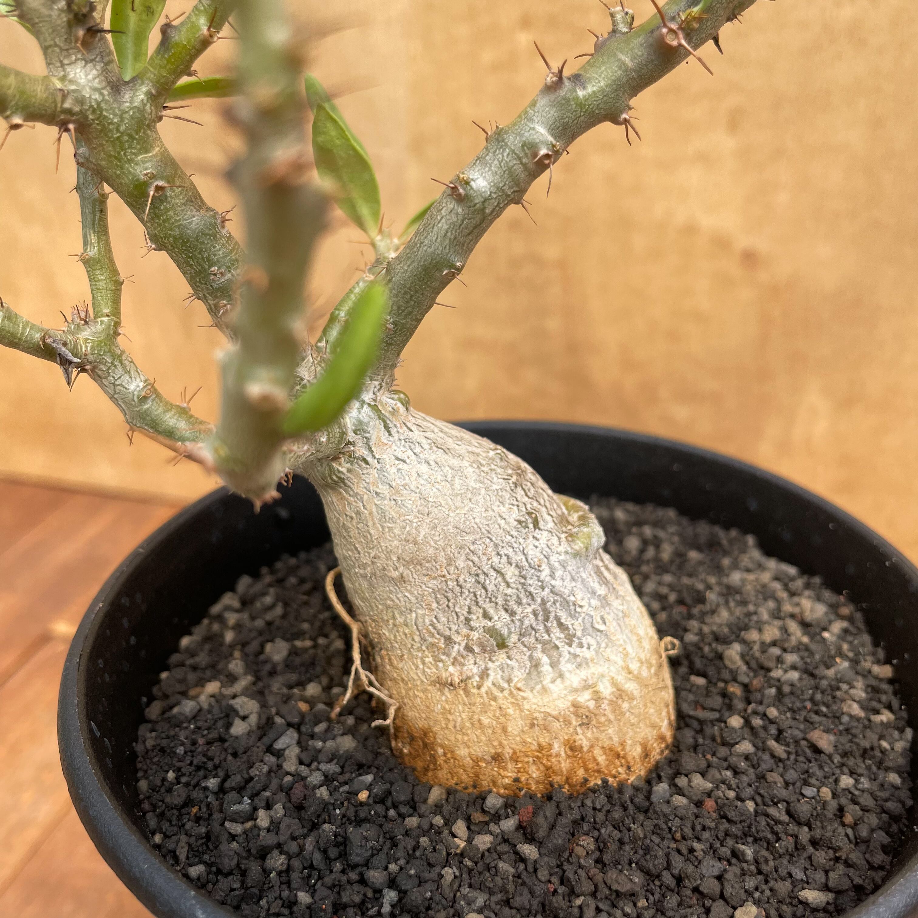 パキポディウム ビスピノーサム 実生／Pachypodium bispinosum n