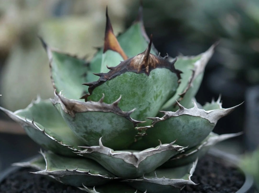 AZ.PLANTS