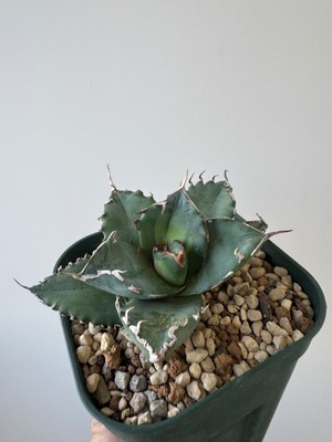 【新着】Agave titanota solareclipse【バランスの良い】アガベ チタノタ ソーラーエクリプス