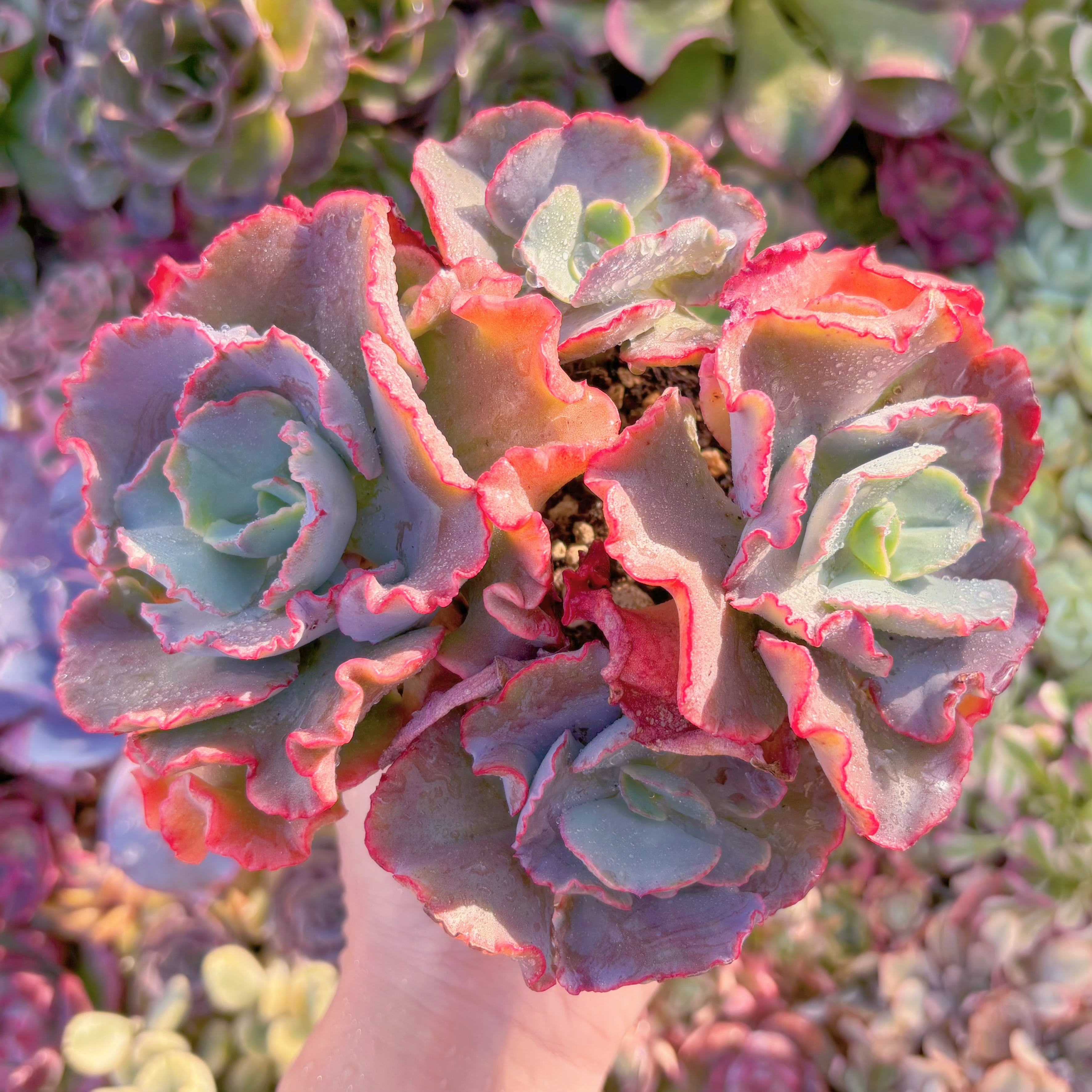 現品　女王の花笠#609　大群生　直径約16cm　新入荷　るる農園