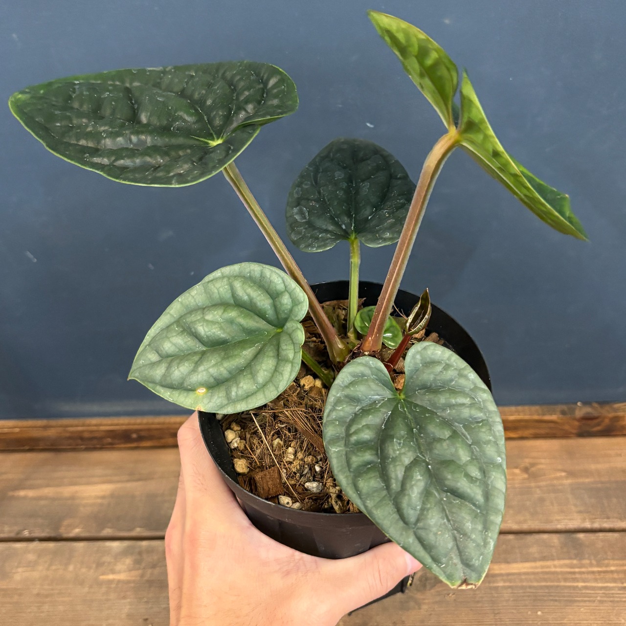 アンスリウム　ルクスリアンス【1062】