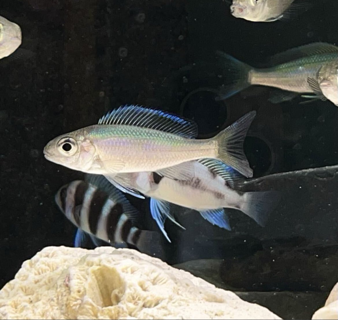 洋書　TANGANYIKA SECRETS タンガニーカ シクリッド 洋書 TANGANYIKA SECRETS タンガニーカ シクリッド