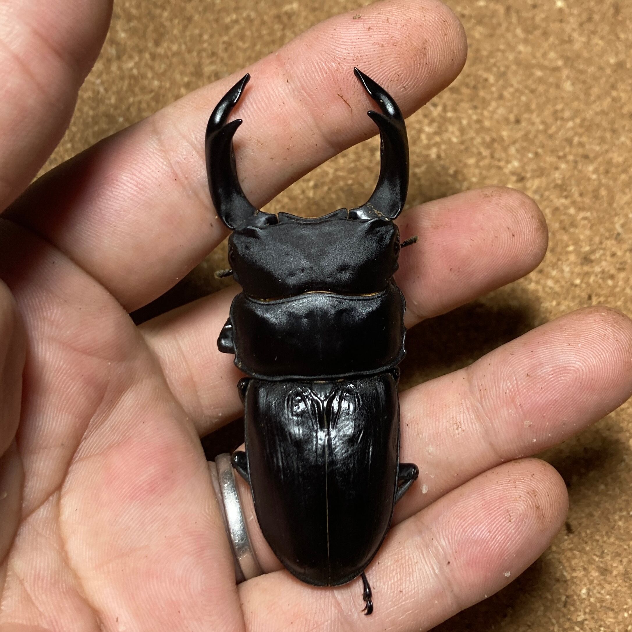 久留米産オオクワガタ♂82mm 標本