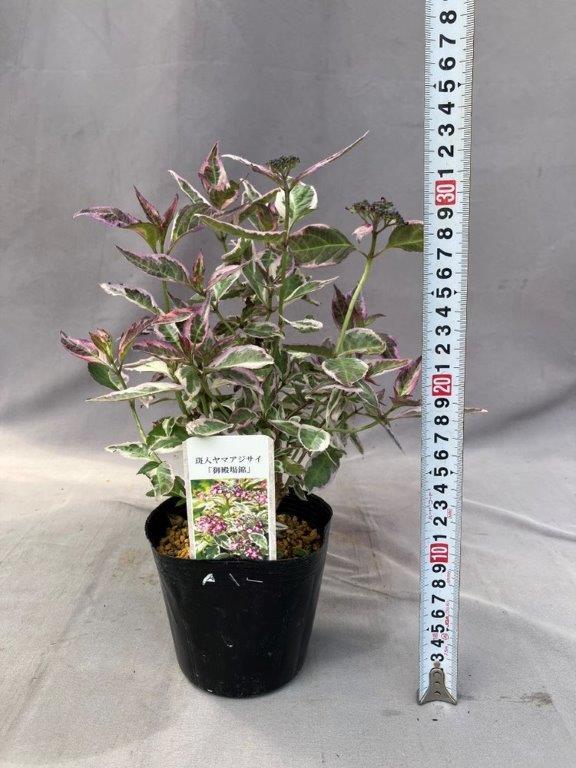 ワシントンヤシ 5号 | 日本ライン花木センター