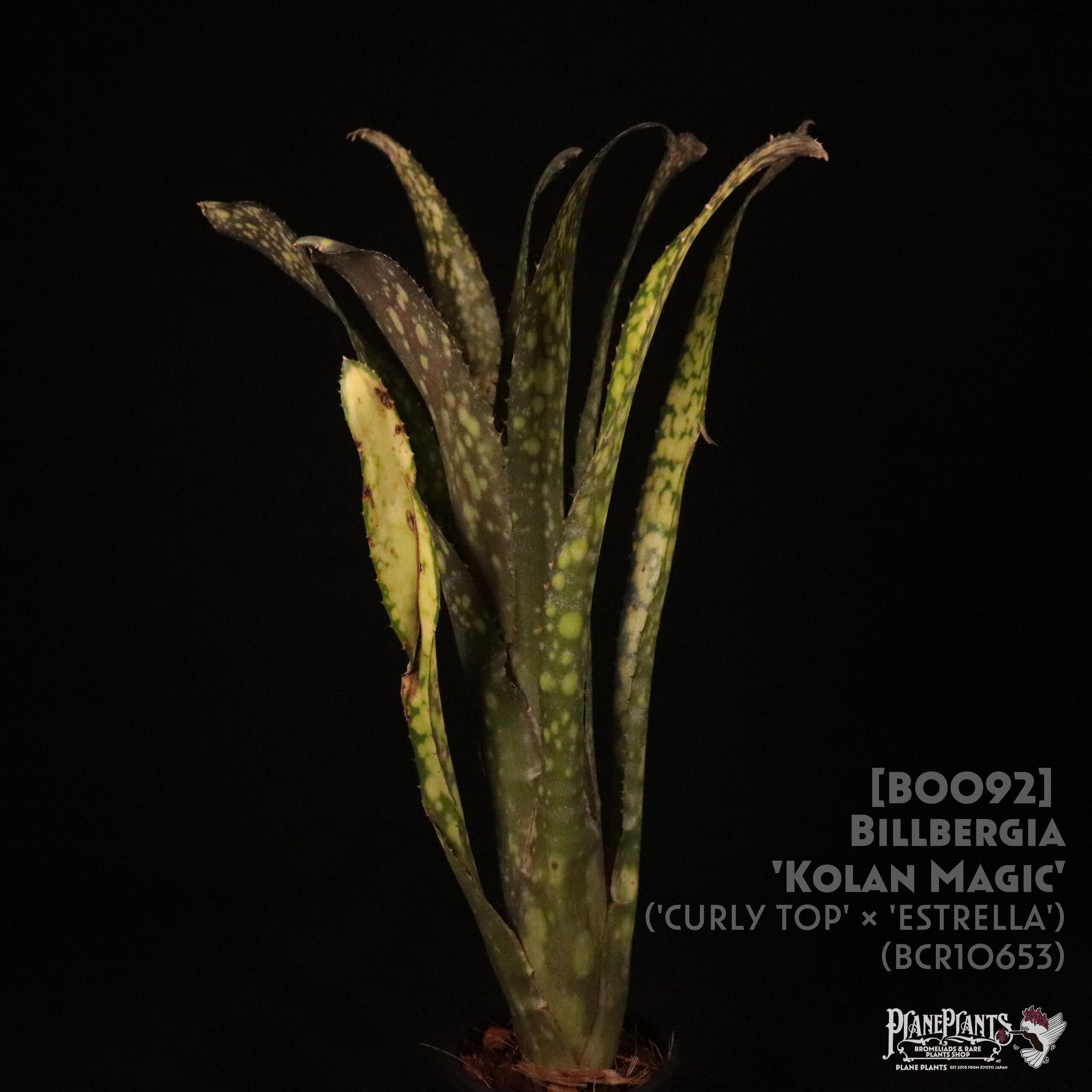 送料無料】Billbergia 'Kolan Magic' (子株付き)〔ビルベルギア〕現品