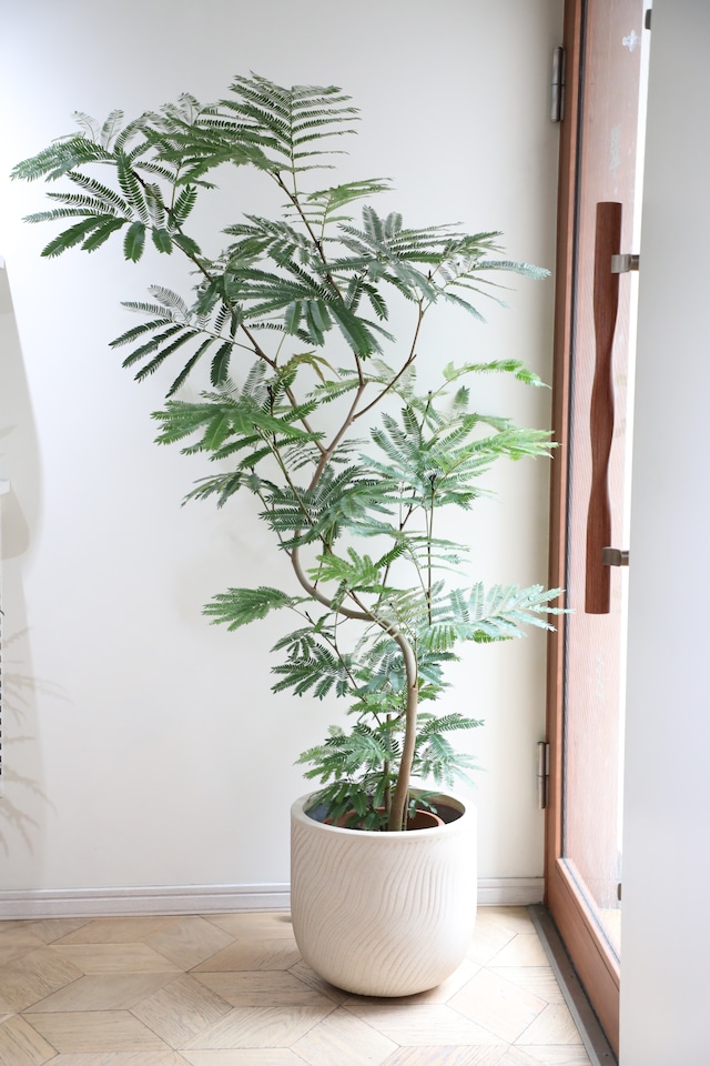 【L/160cm】【渋谷区周辺エリア/配送料無料】エバーフレッシュ /Pithecellobium confertum ever fresh
