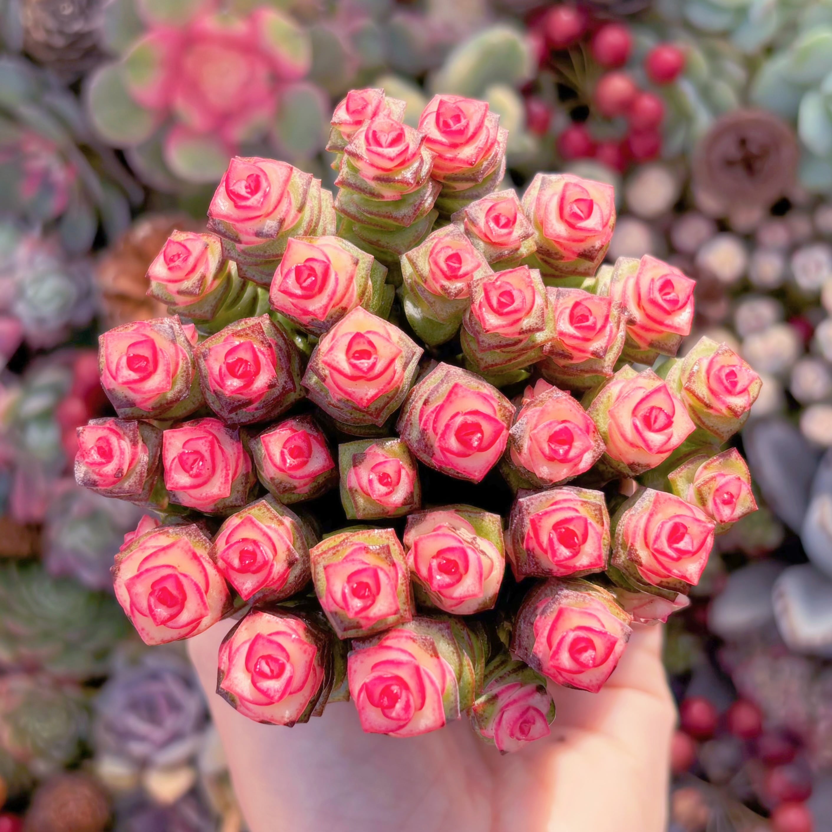 多肉植物　ファンタジー赤錦(約30頭)　新入荷　るる農園