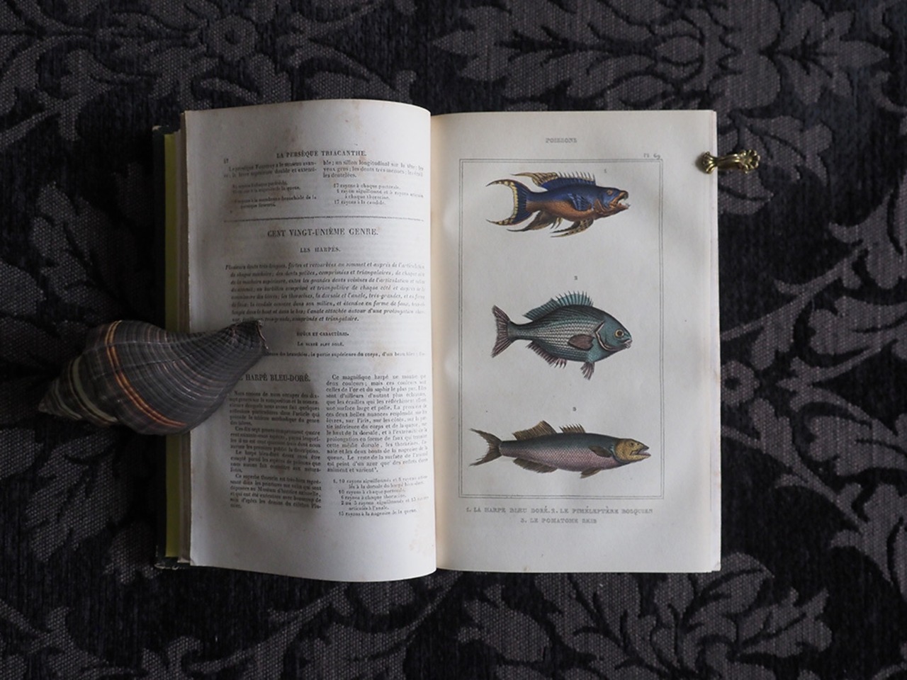 海の生き物の博物誌