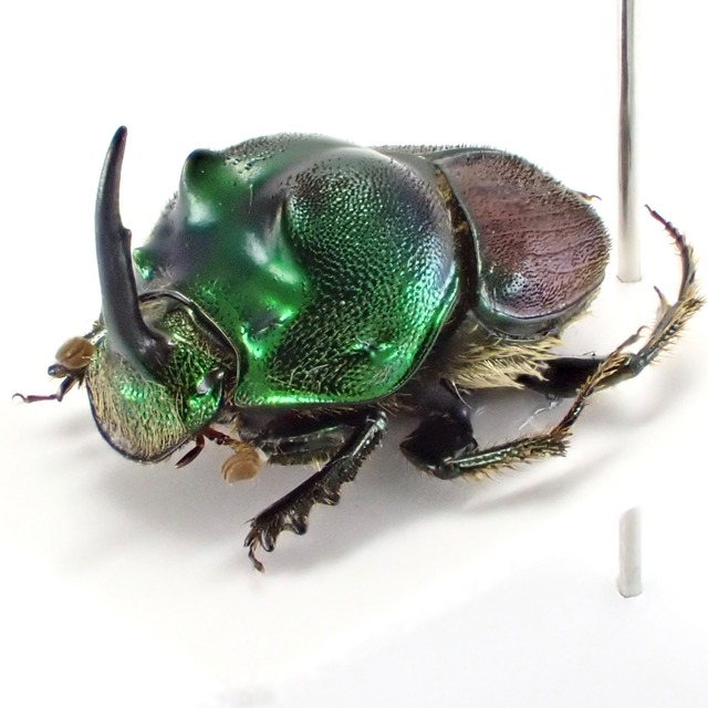 タンザニア産 Proagoderus lujendae ♂♀ 11mm/10mm