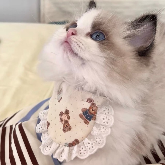 teddy bearフリルエプロン 猫 付け襟 すたい ケープ