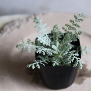 シルバーレース　カラーリーフ　寄せ植えに最適