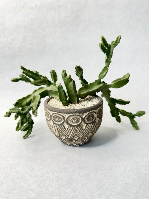 カラルマ・クアドラングラ