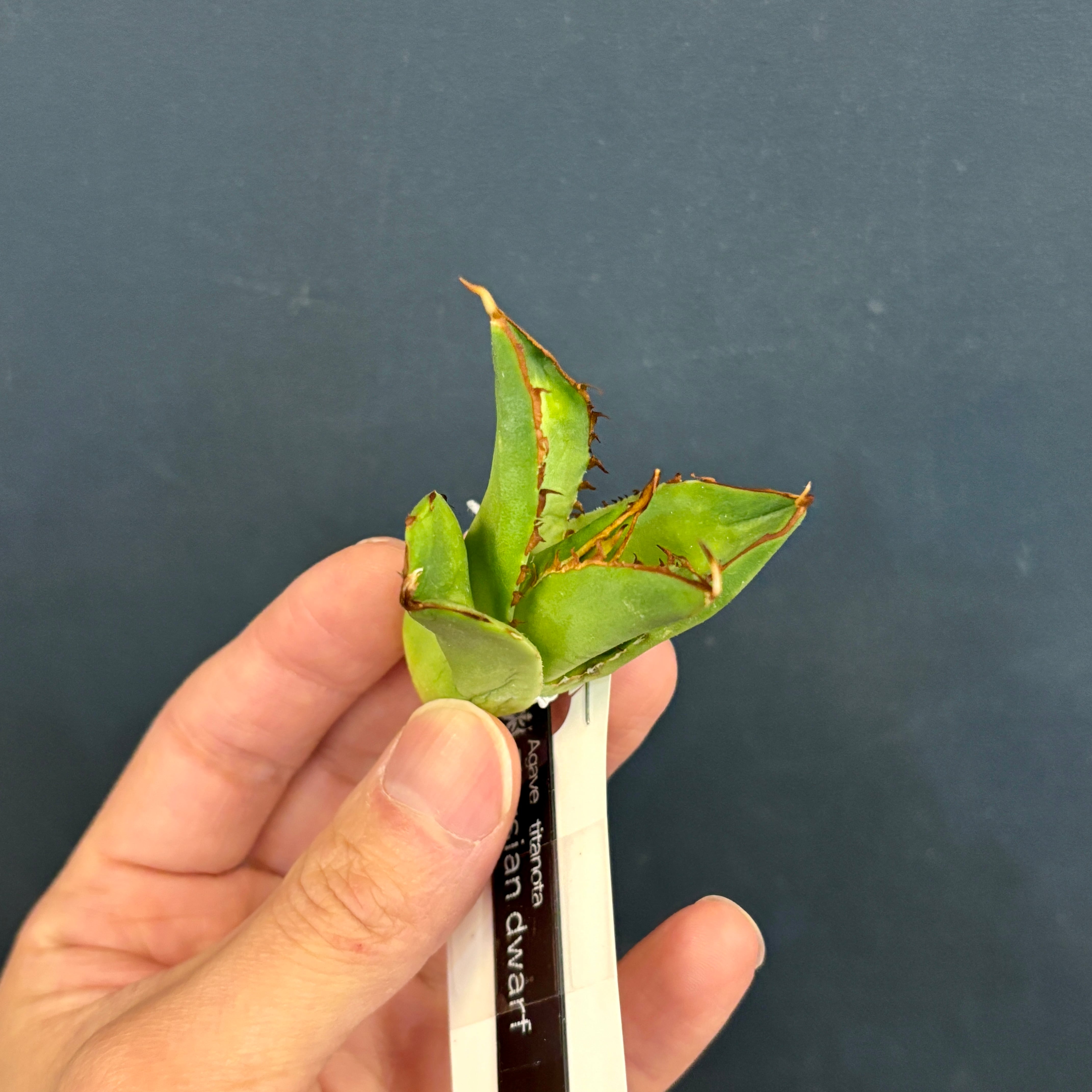 アガベ チタノタ ペルシアンドワーフ | PROTOLEAF プロトリーフ アガベ チタノタ ペルシアンドワーフ | PROTOLEAF プロトリーフ