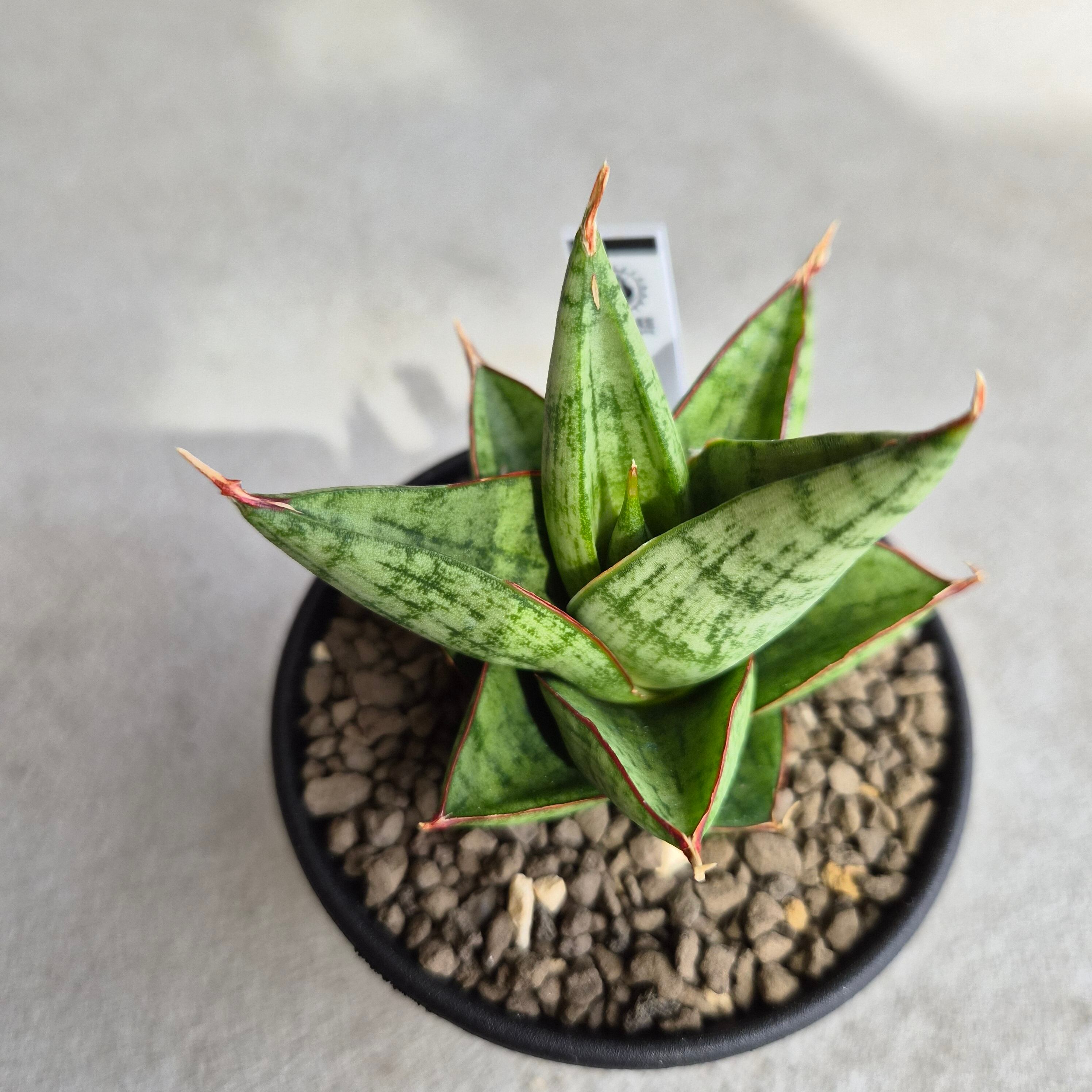 Sansevieria 'Tower Variegated' サンスベリア・タワー 斑入り