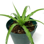 クリプタンサス コルナゴイ【539】