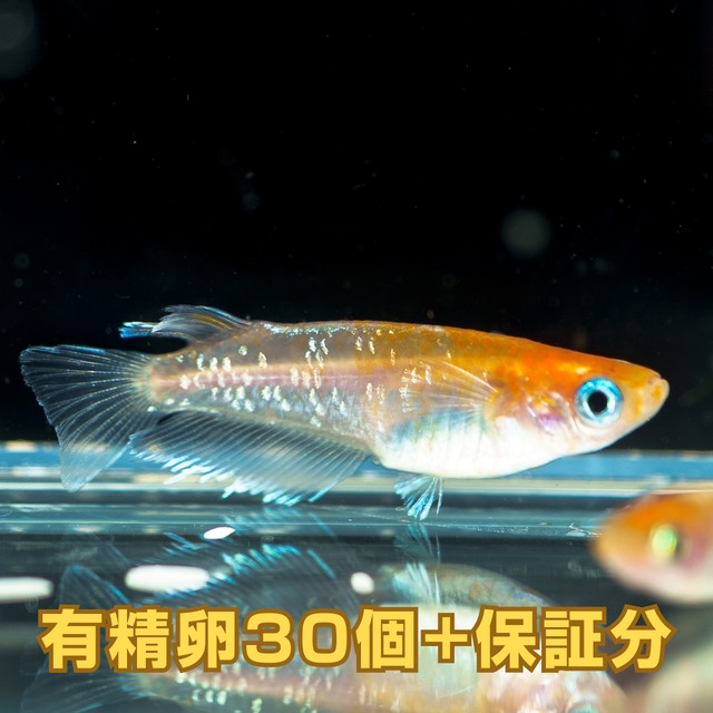 レッドクリフ紅白　有精卵（30個）