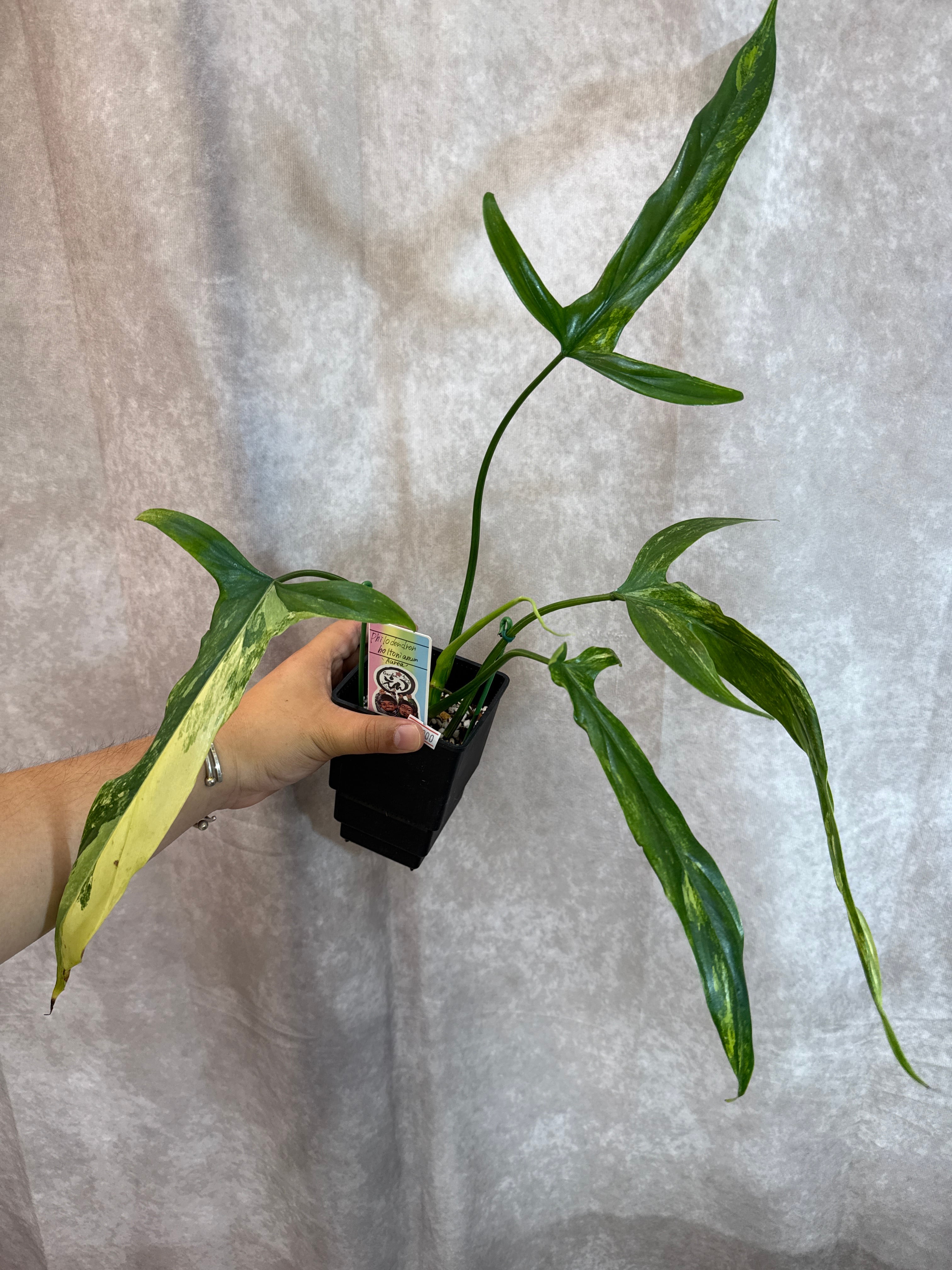 フィロデンドロン ホルトニアナム斑入り 'オーレア' | Gardenえん