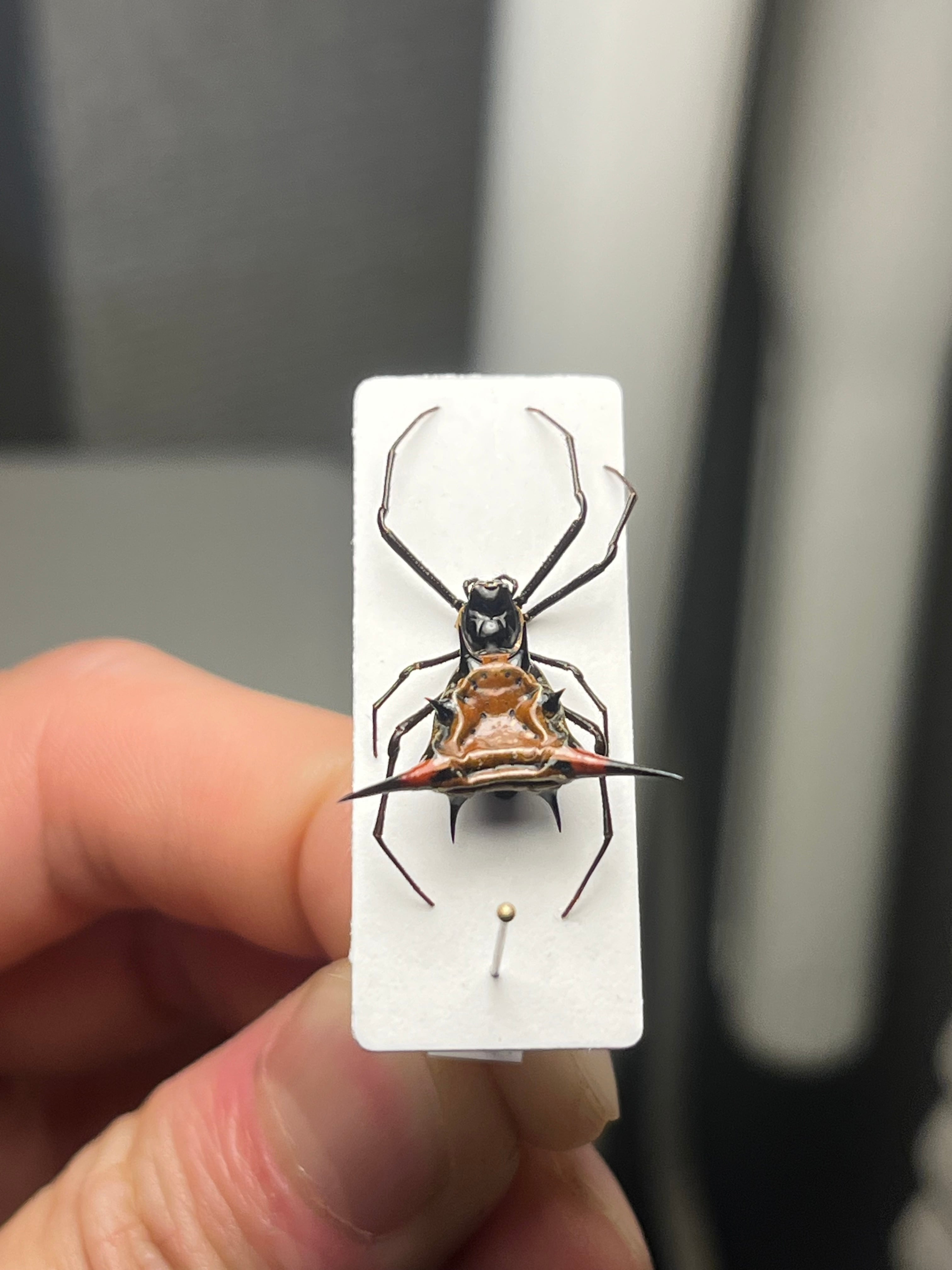 標本】トゲグモ フレンチギアナハンツマン トゥルースパイダーマン