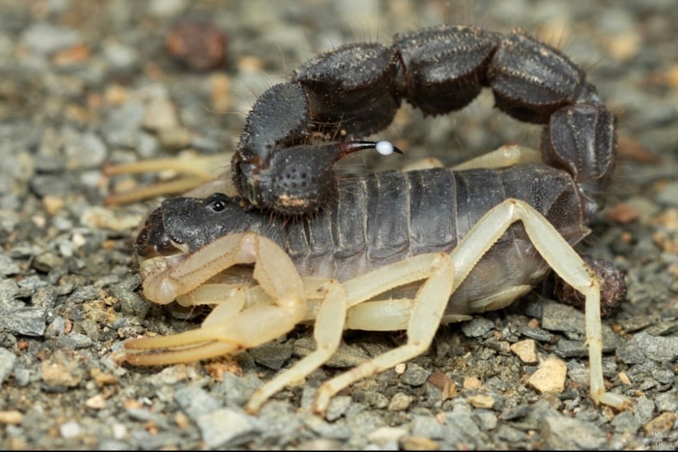 標本　カブトムシ　サソリ　オーべチュール　　コガシラクワガタ　糞虫など 標本 | オモニキチュウ
