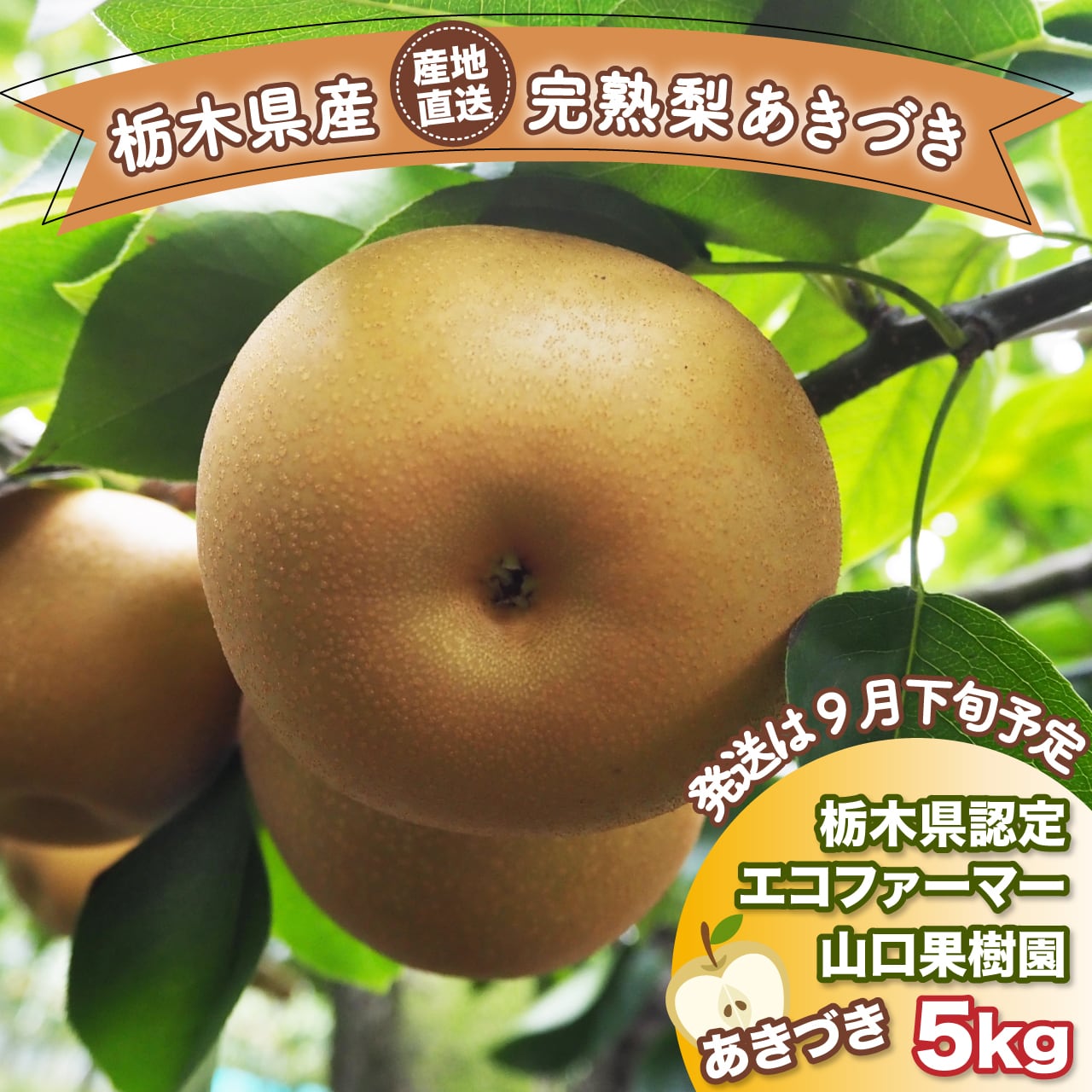 parfait amour　豊水梨 parfait amour様専用 豊水梨 今年も発売開始！ 2025年ふなっしー