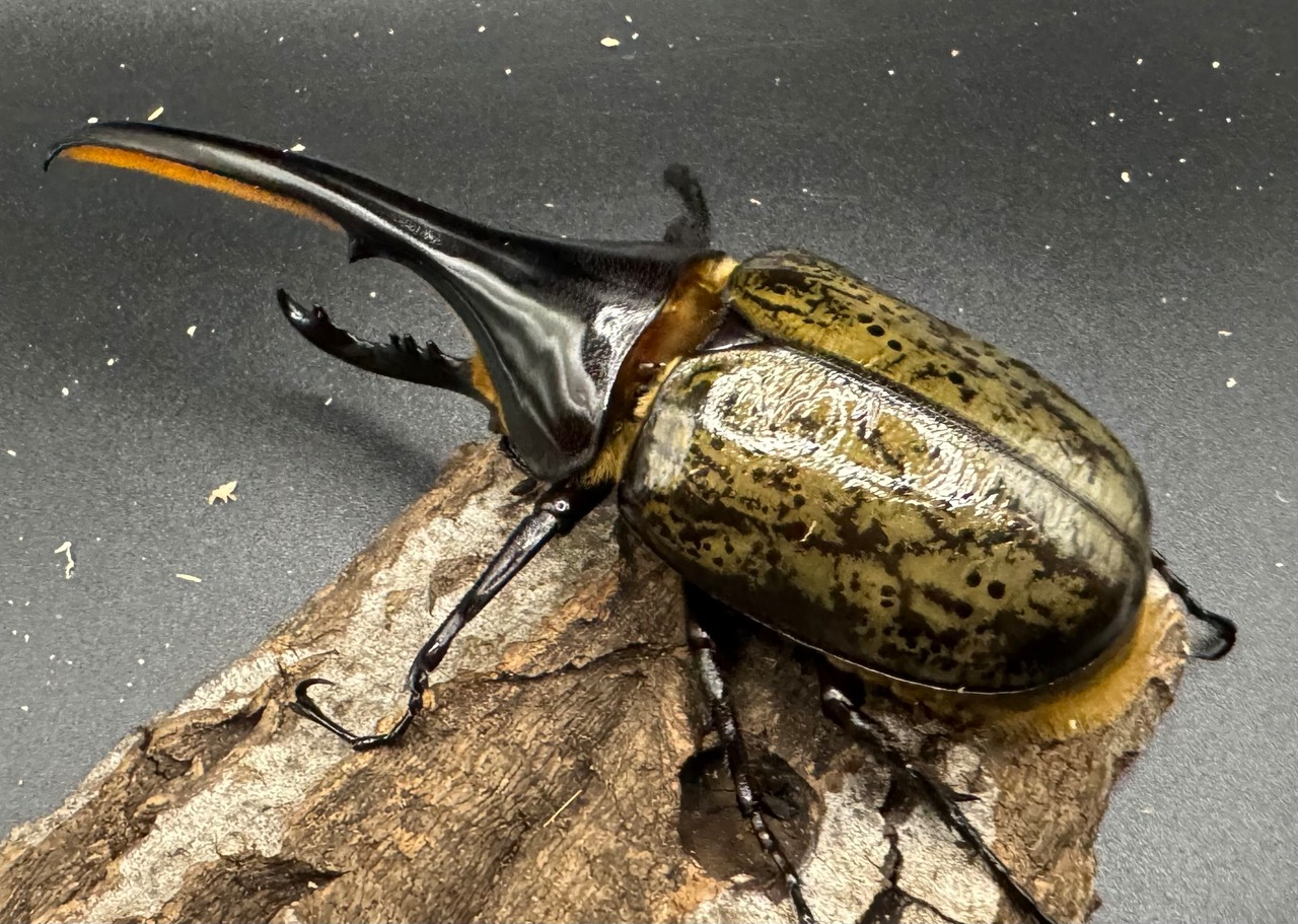 《ヘラクレス・ヘラクレス 126mm ペア》