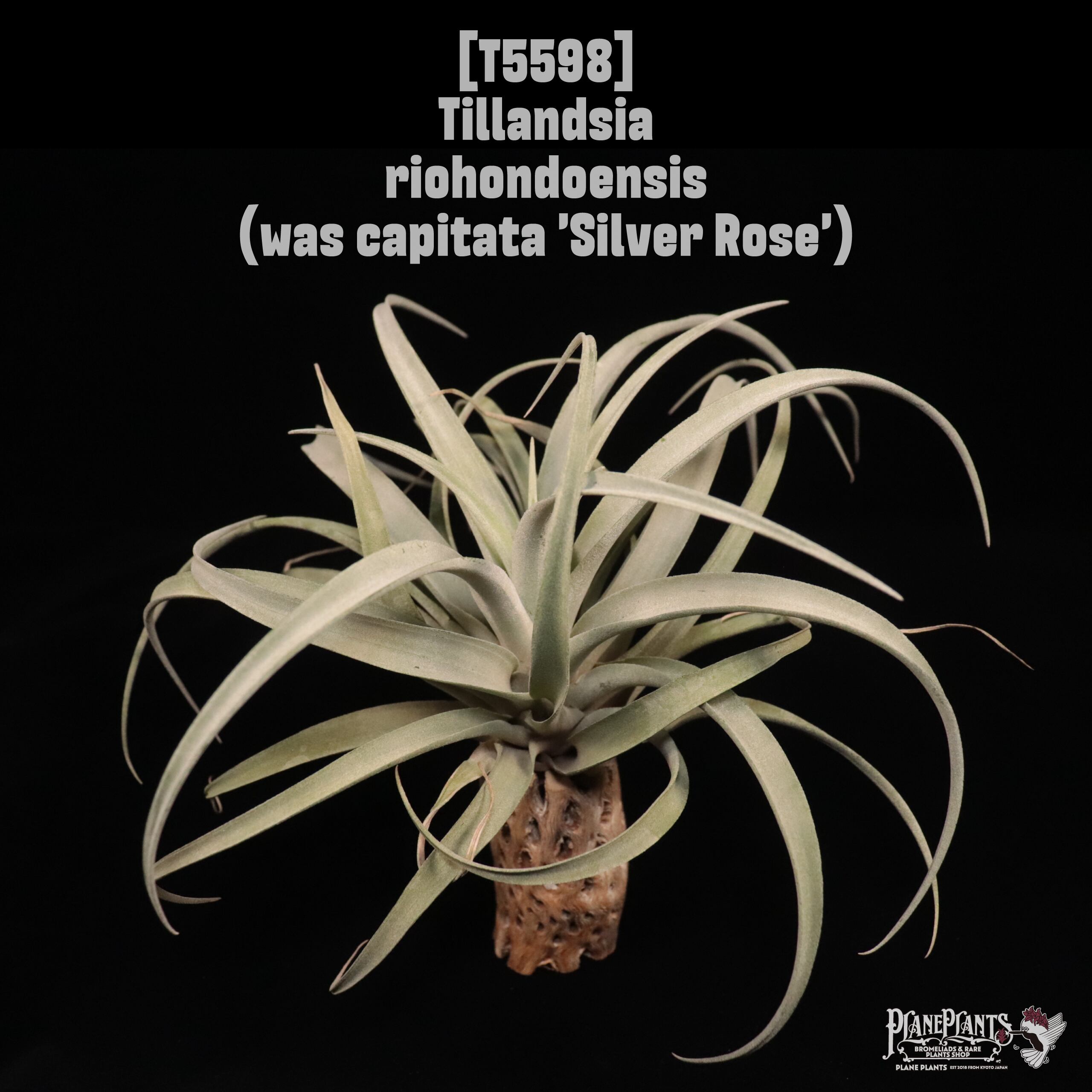 送料無料】ionantha 'Ron'(子株付き)〔エアプランツ〕現品発送T1380