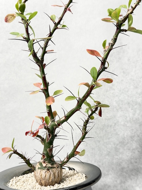 フォークイエリア・ファシクラータ