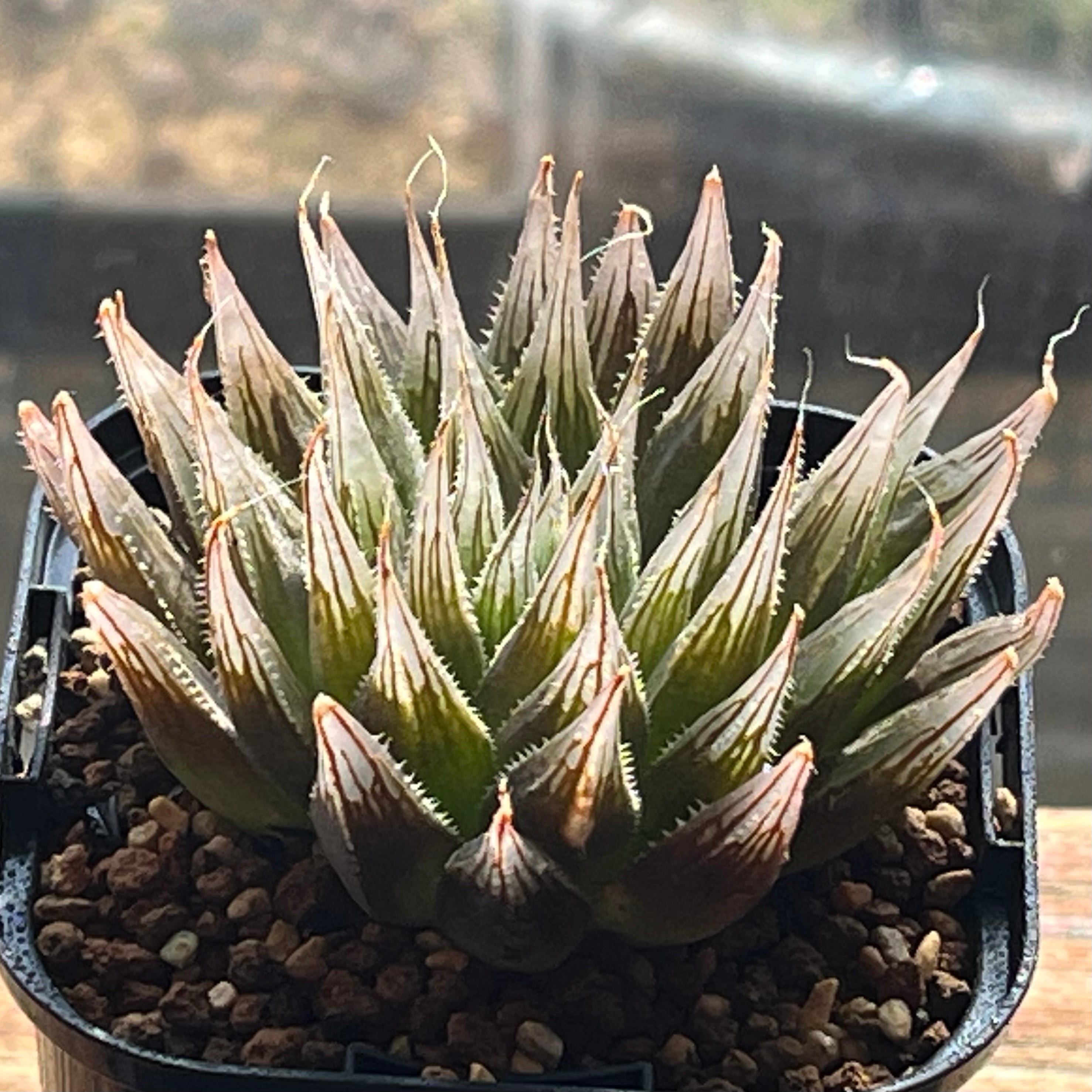 ハオルチア 天空の鏡錦③ | mocono_plants