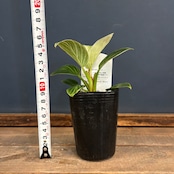 フィロデンドロン ペリドット【708】