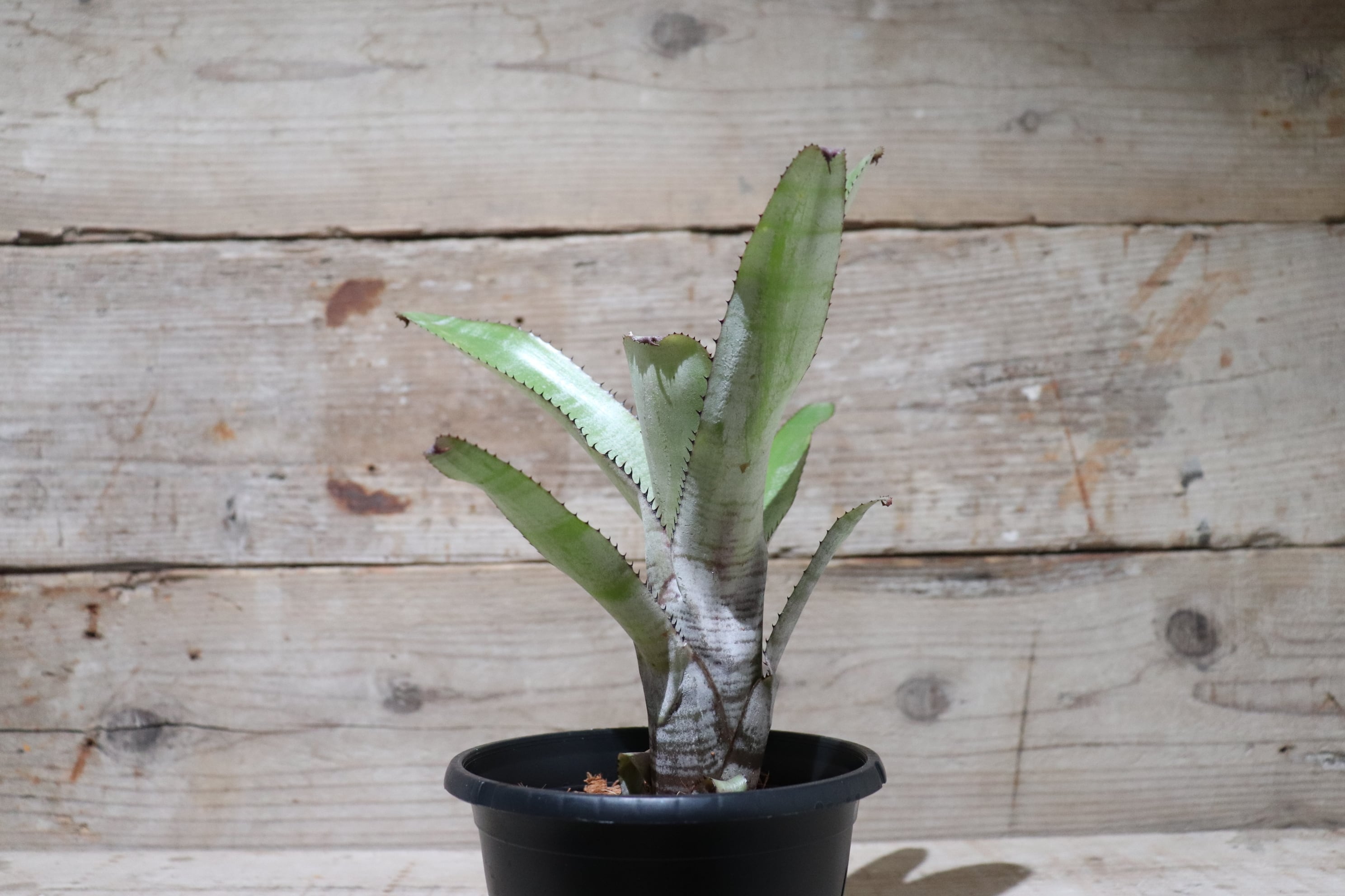 送料無料】Aechmea nudicaulis var. aequalis〔エクメア〕現品