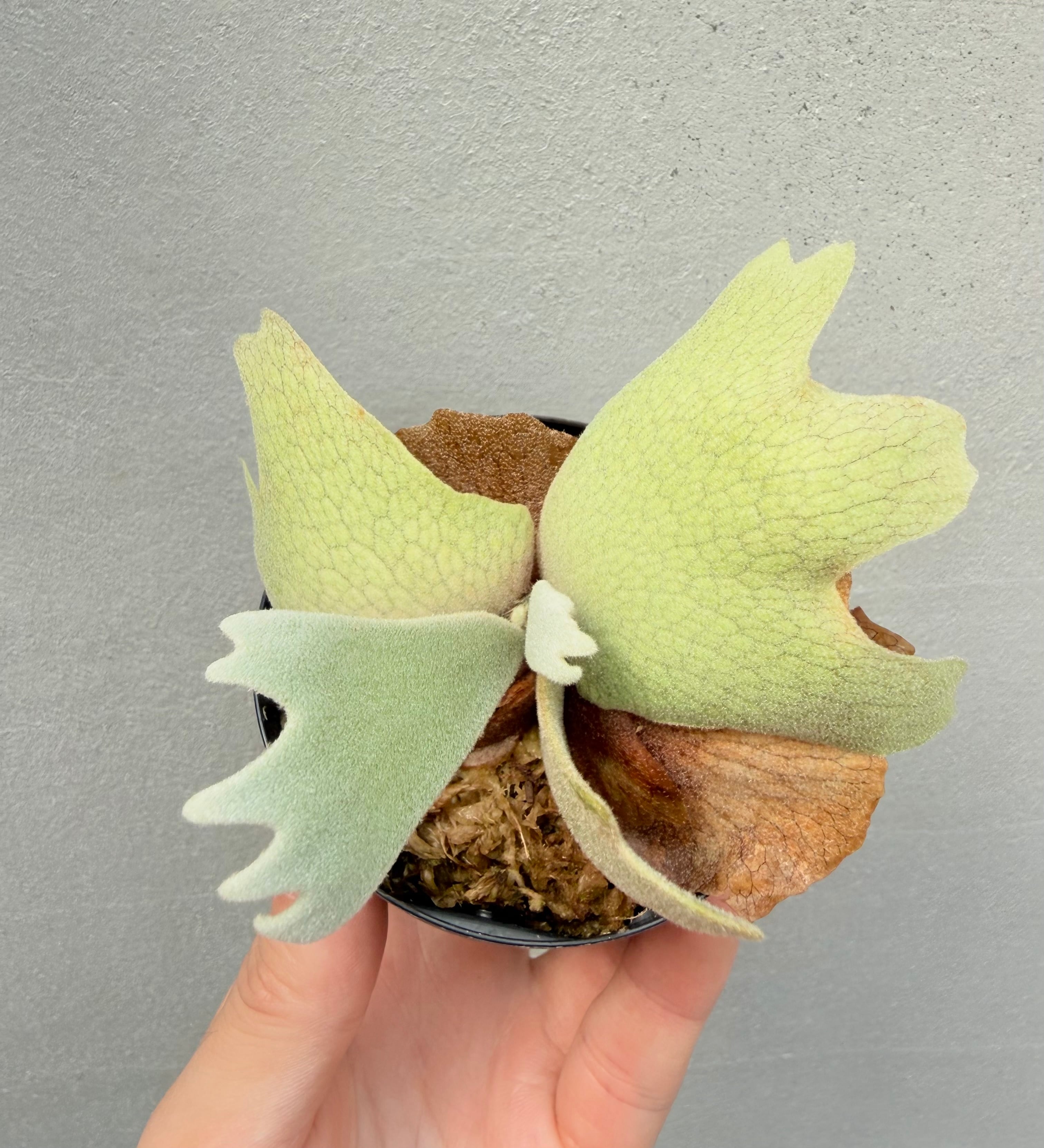Platycerium_ビカクシダ | vandaka plants