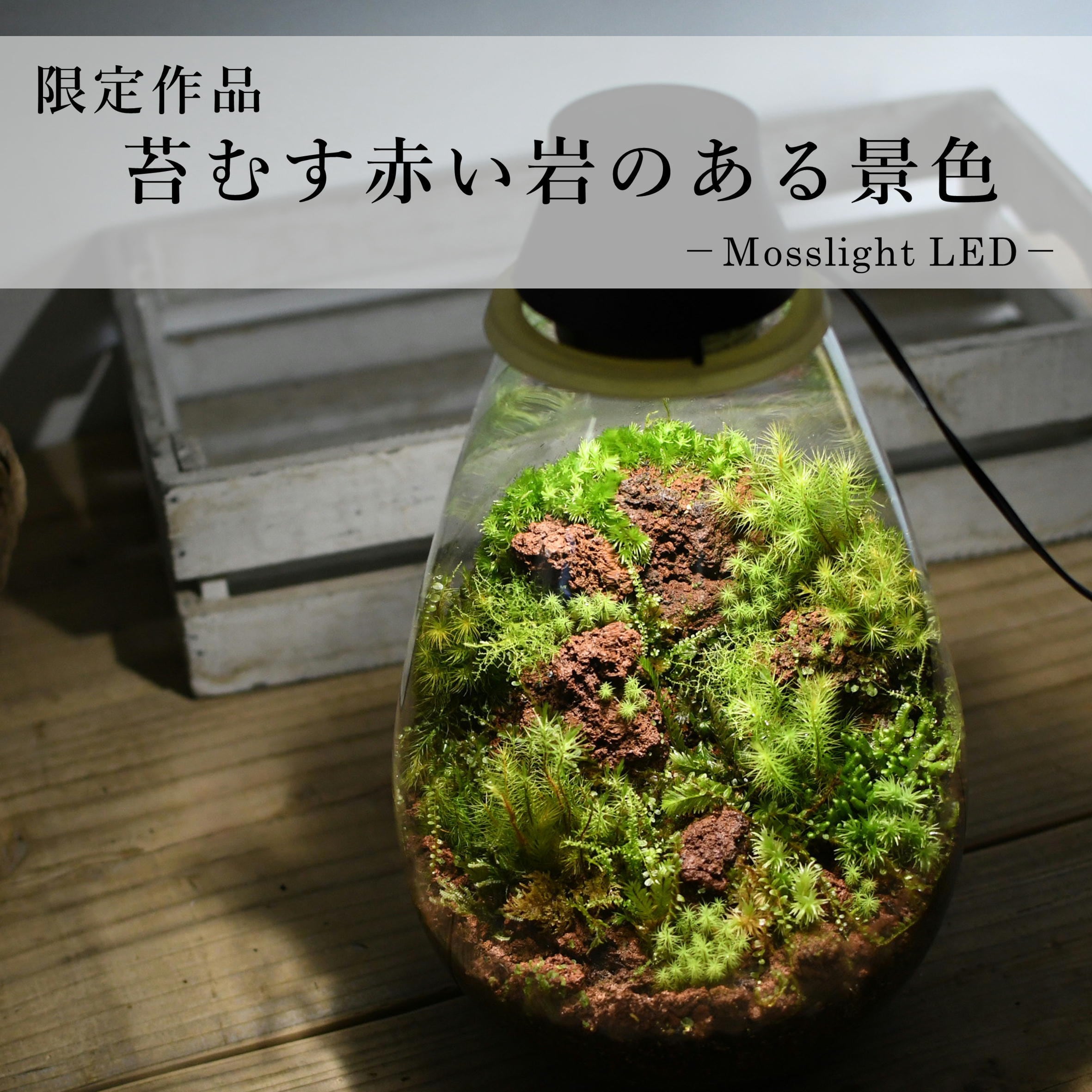 現物販売 苔テラリウム 苔むす赤い岩のある景色 Mosslight Led 21 3 31 6 苔テラリウム専門ショップ道草 現物販売 苔テラリウム 苔むす赤い岩のある景色 Mosslight Led 21 3 31 6 苔テラリウム専門ショップ道草