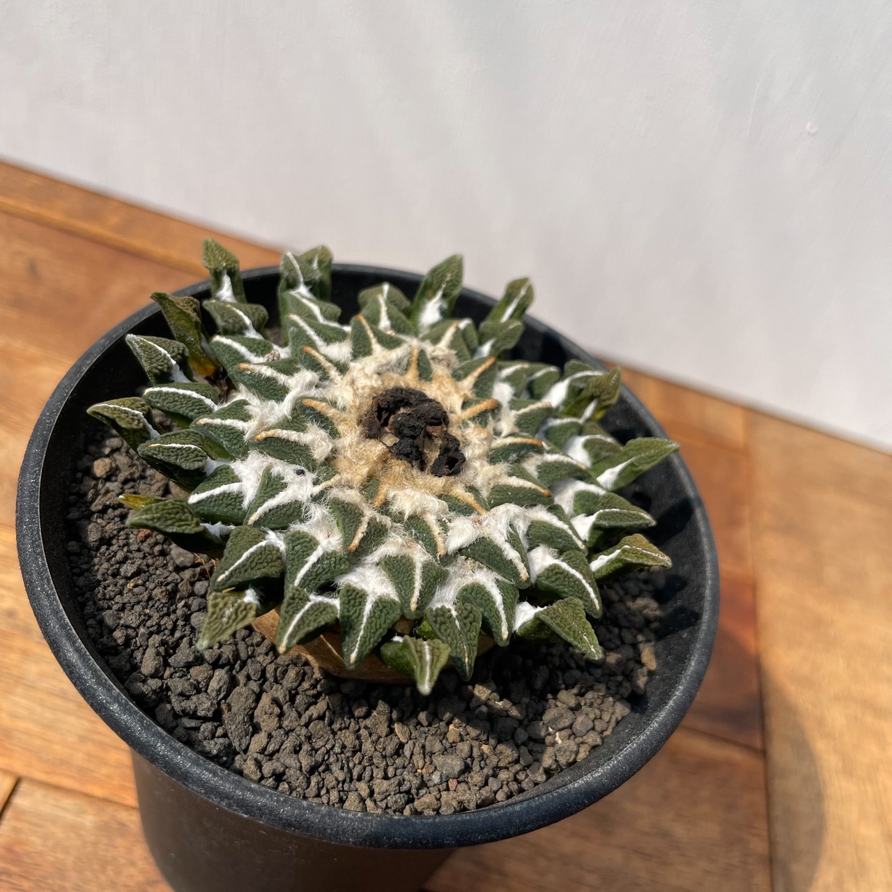 Ariocarpus kotschoubeyanus【アリオカルプス・黒牡丹】