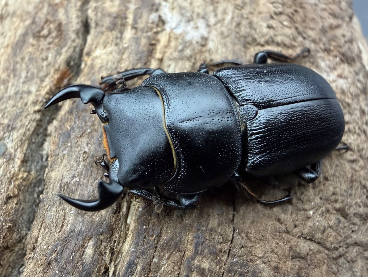 【WD】《ドルクス zhouchaoi（メンシウス ssp.） 26mm ペア》