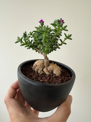 【新着】Trichodiadema densum【育てやすい南アフリカ盆栽】トリコディアデマ デンサム 紫晃星