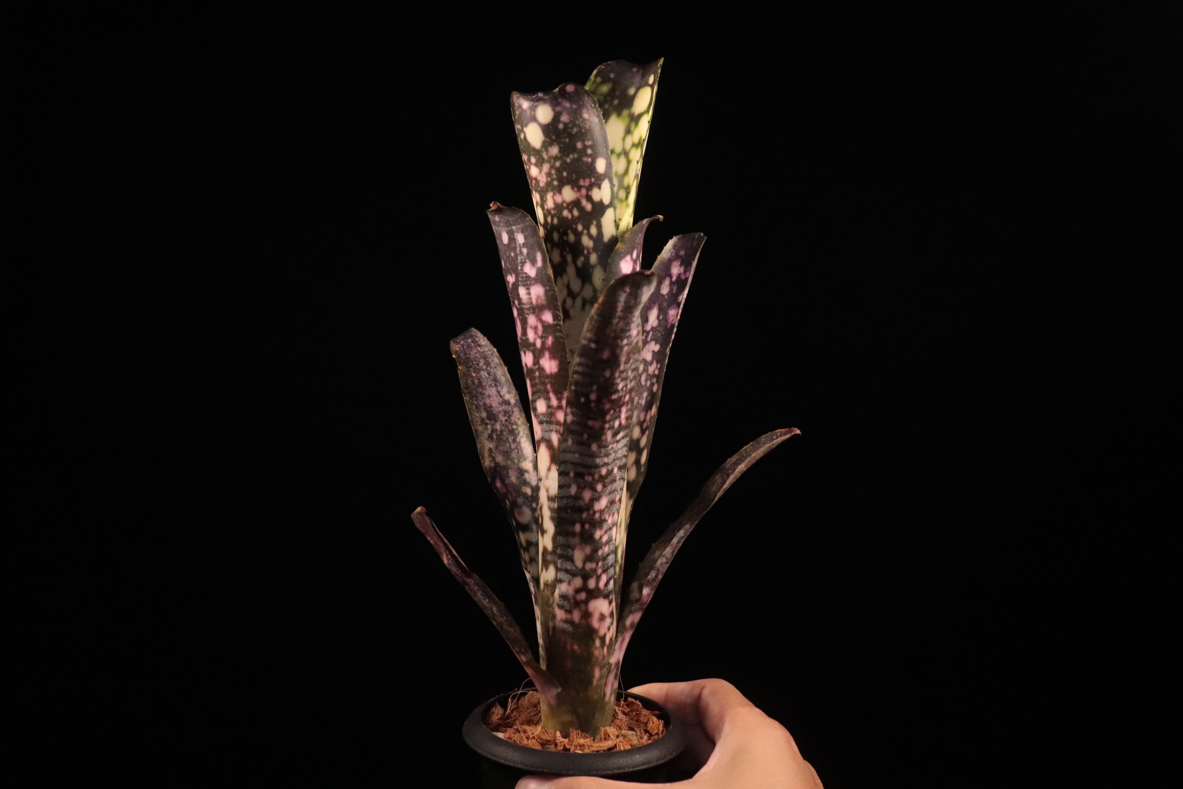 送料無料】Billbergia 'Talbot fruit cake'〔ビルベルギア〕現品発送