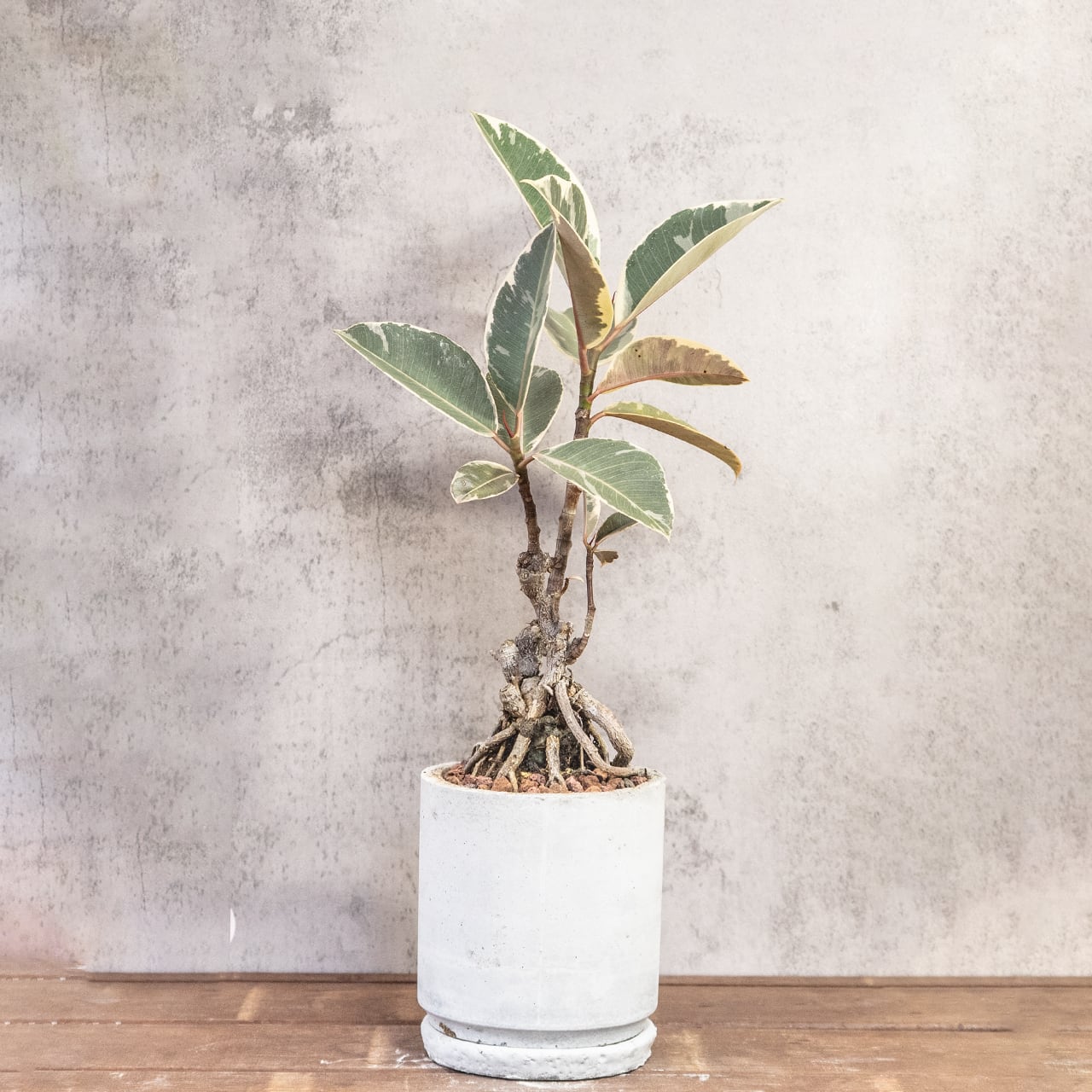 フィカス・ティネケ｜力強く伸びる気根と斑入り葉が美しい個性派インテリアグリーン｜レア株を楽しむ一点物｜手づくりモルタル鉢仕立て