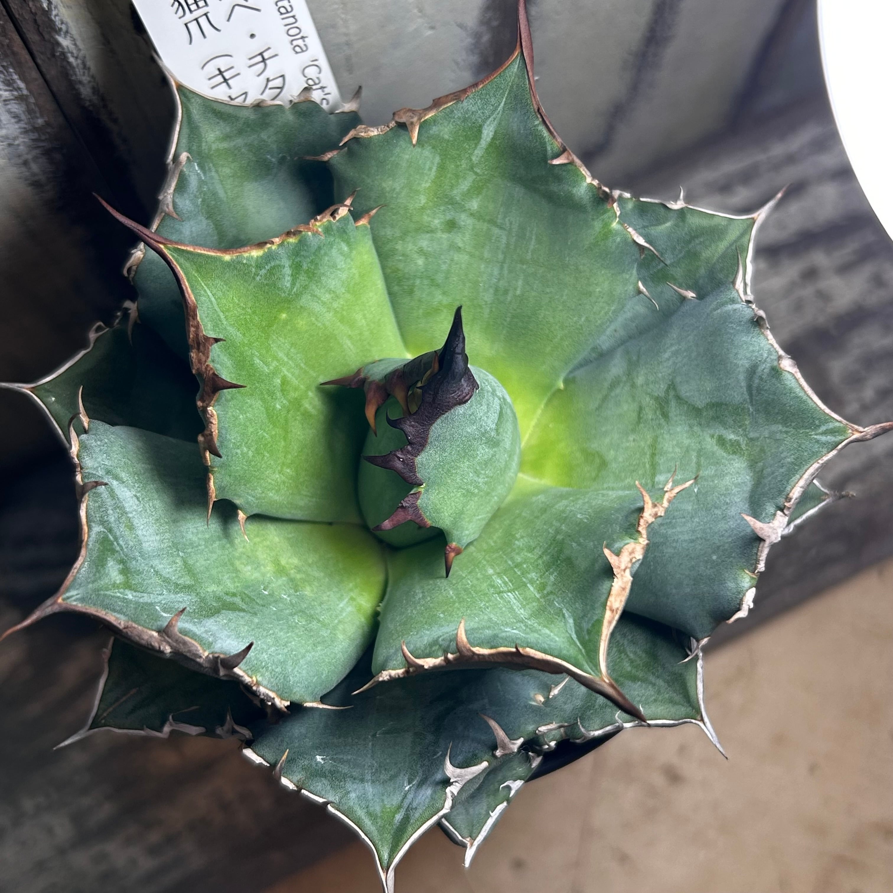 T) アガベ・チタノタ 「猫爪（キャッツ・パウ） | RuPo 多肉植物専門店