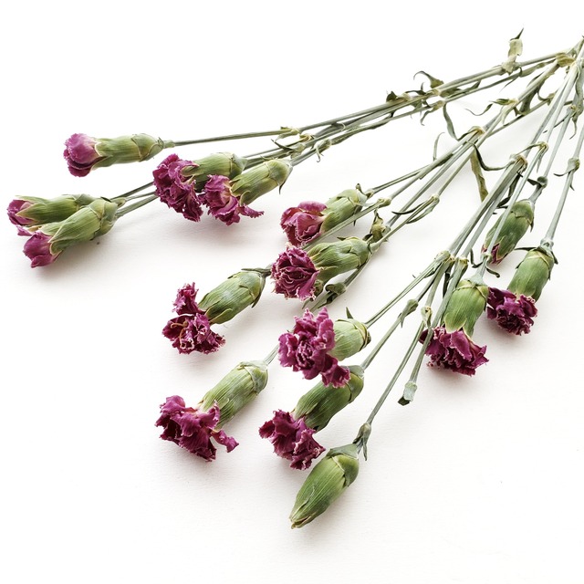 3部咲きspカーネーション スウィートパープル 1束 自家製ドライフラワー 名古屋花材問屋アトリエ明日音 ハーバリウム Herbarium アトリエ明日音 名古屋花材問屋 プリザーブドフラワー ドライフラワー ハーバリウム花材 資材 3部咲きspカーネーション スウィートパープル 1束 自家製ドライフラワー 名古屋花材問屋アトリエ明日音 ハーバリウム Herbarium アトリエ明日音 名古屋花材問屋 プリザーブドフラワー ドライフラワー ハーバリウム花材 資材