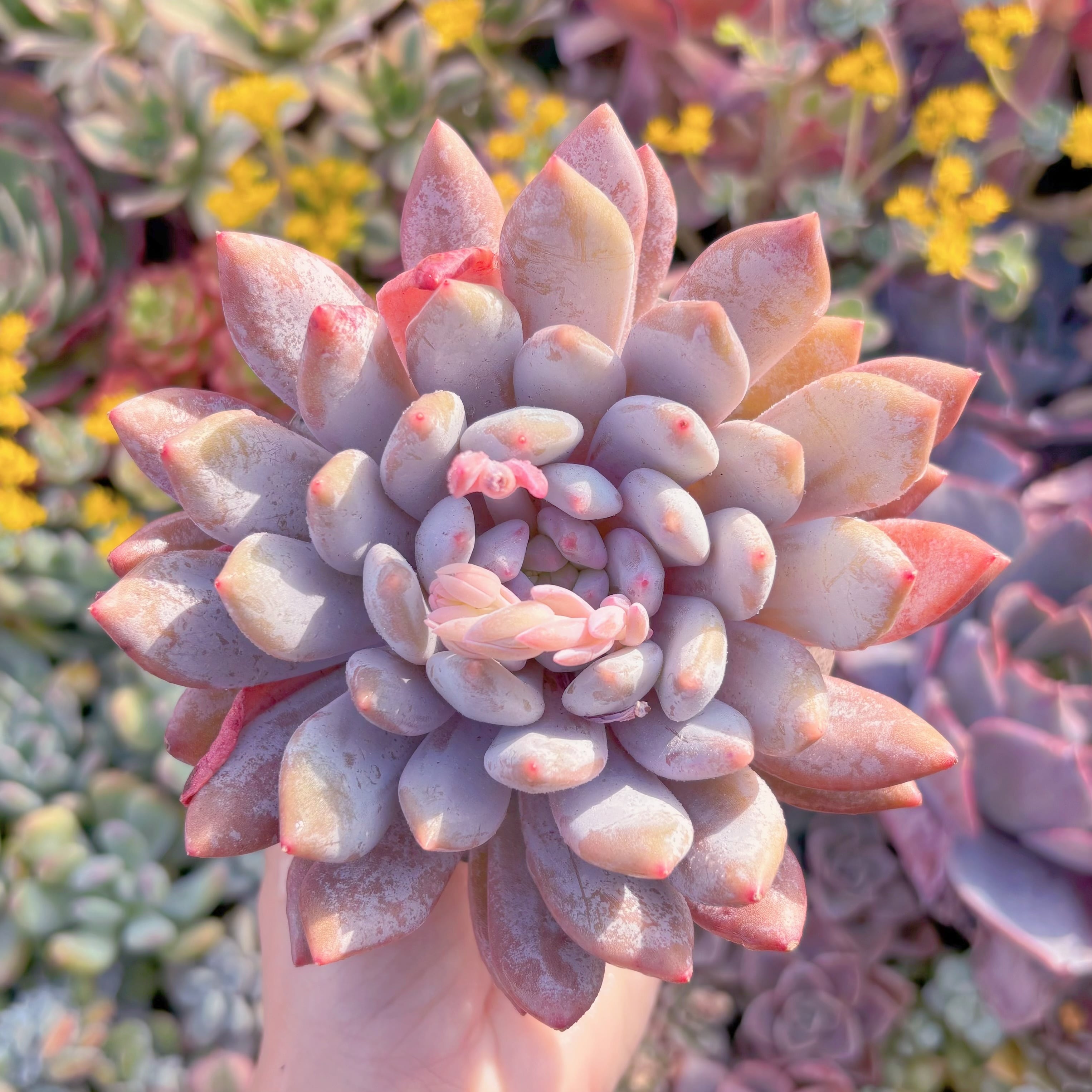 現品　半夏#717　大苗　るる農園