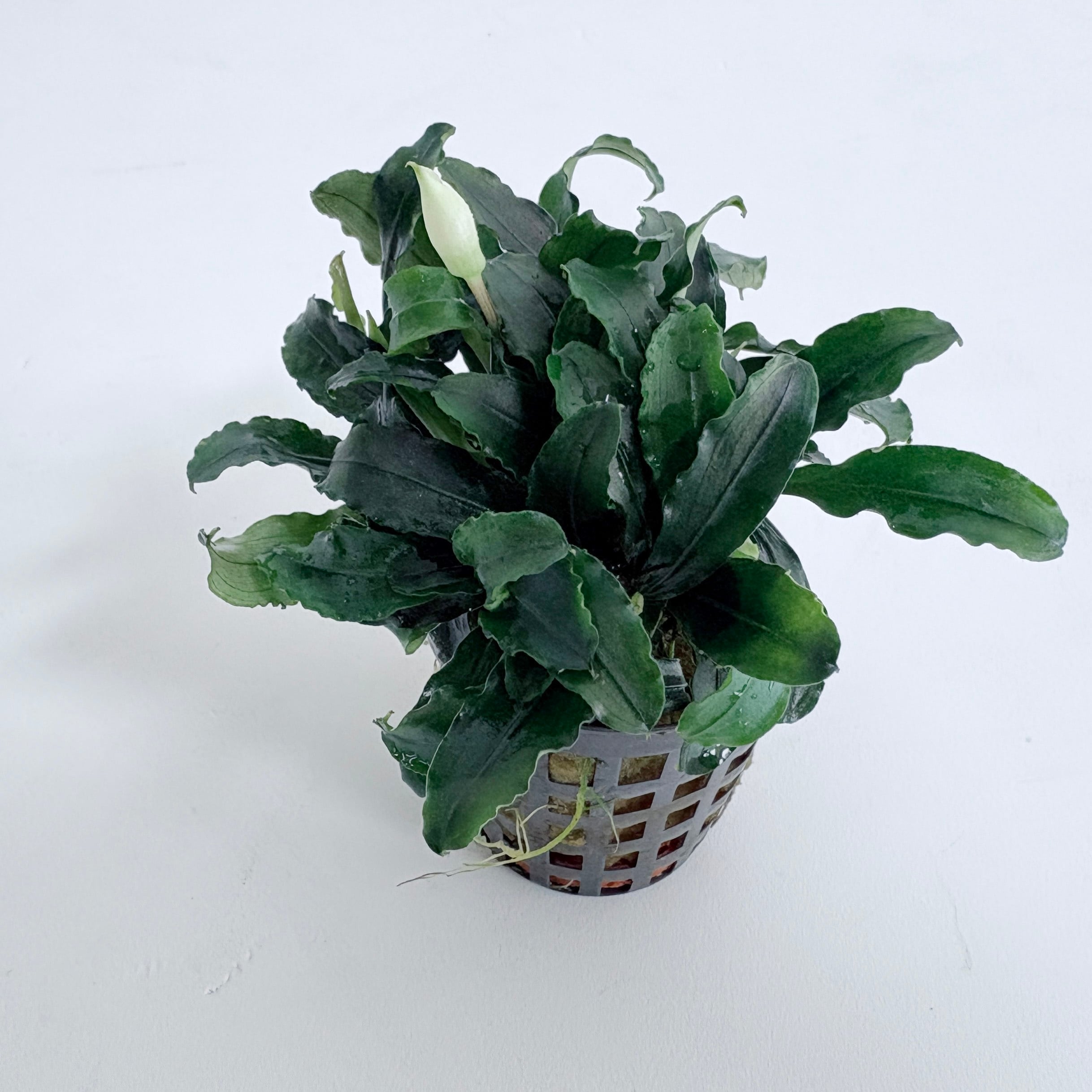 ブセファランドラ ティアグリーン【熱帯植物】 苔テラリウム作製