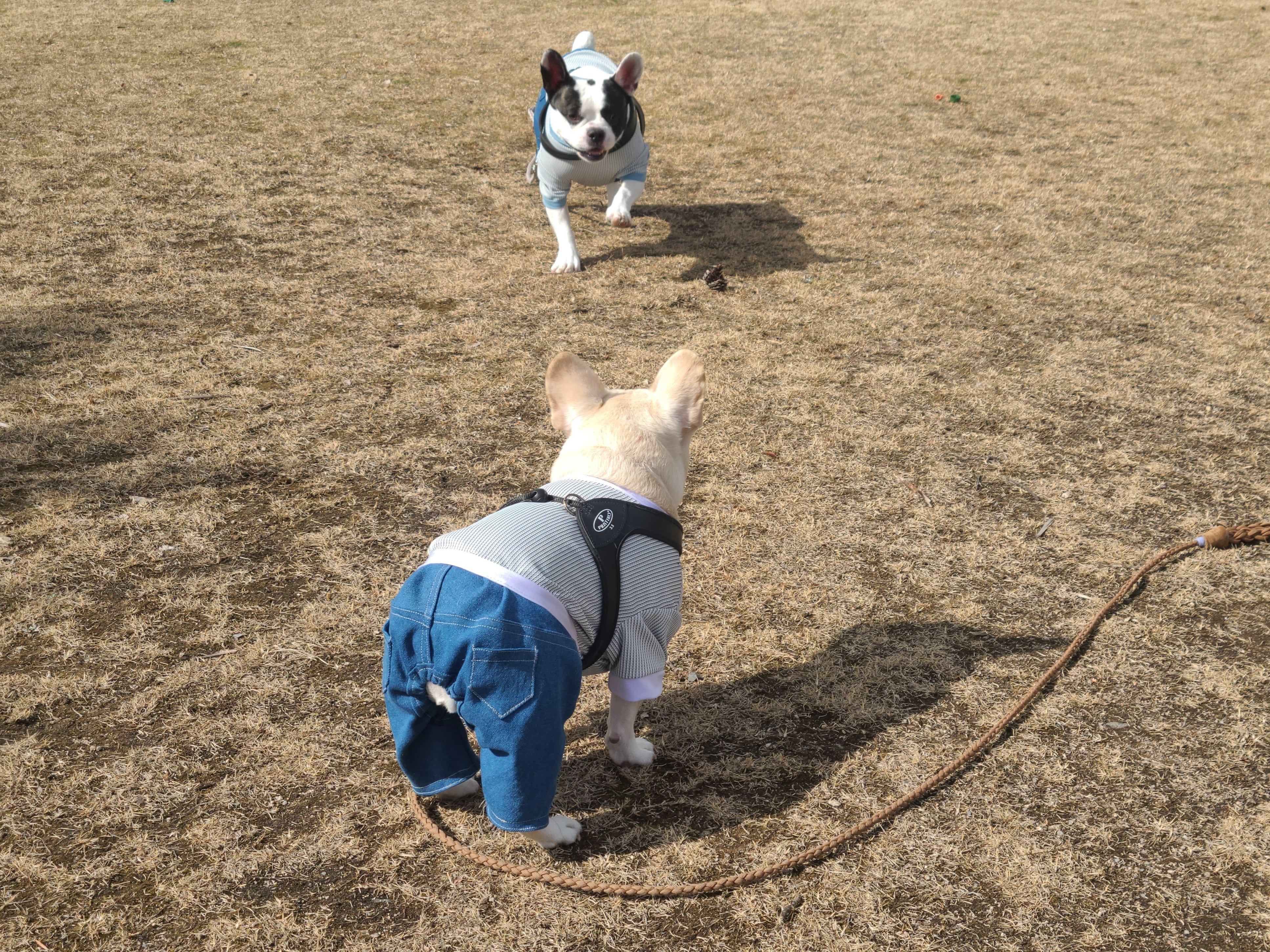 マットブラウンのリード 犬 パラコードリード | ironnairo