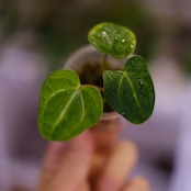 Anthurium Carlablackiae / アンスリウム カーラブラッキー⑱│観葉植物