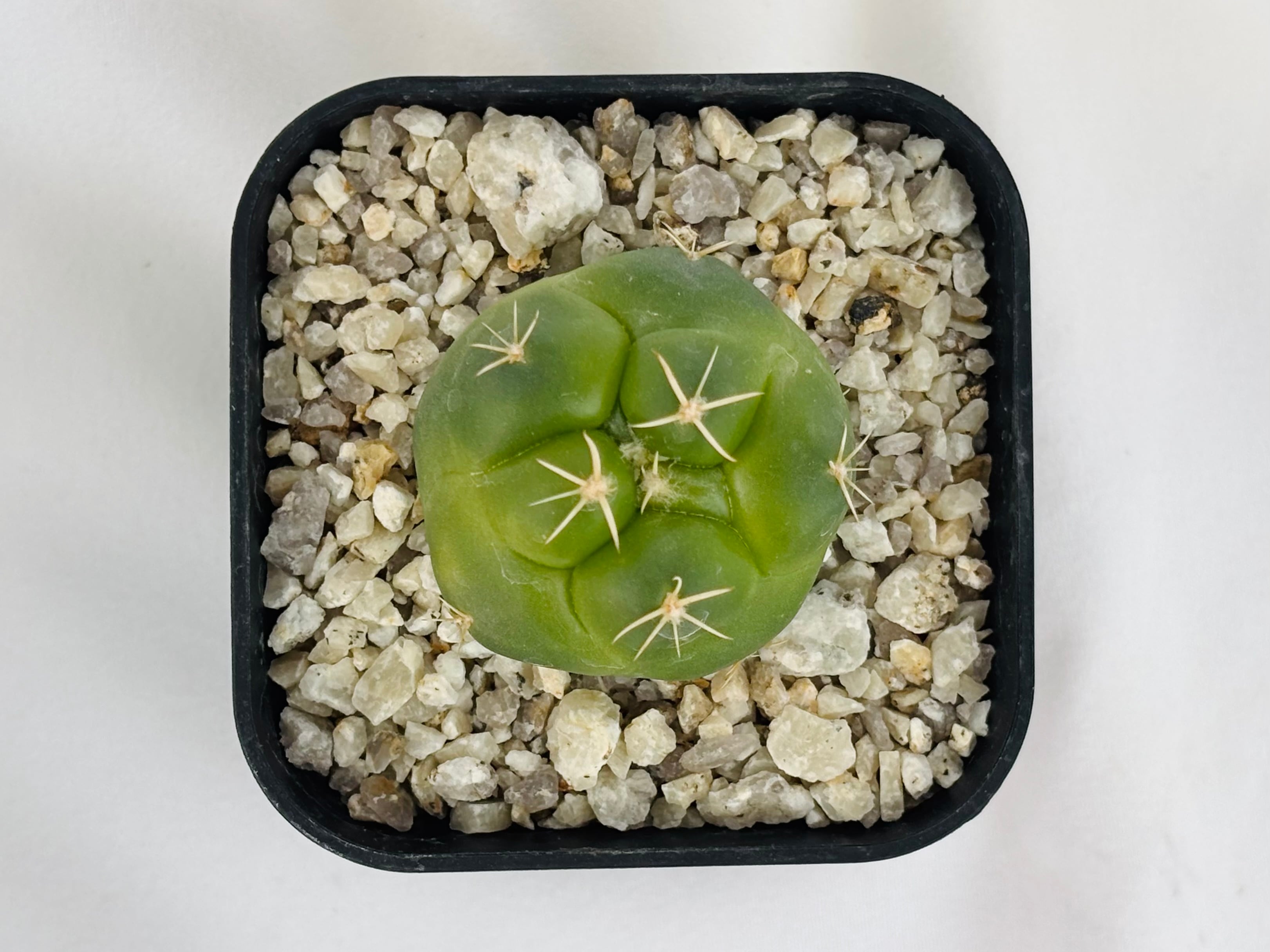 Coryphantha elephantidens コリファンタ 紅葉象牙丸 サボテン