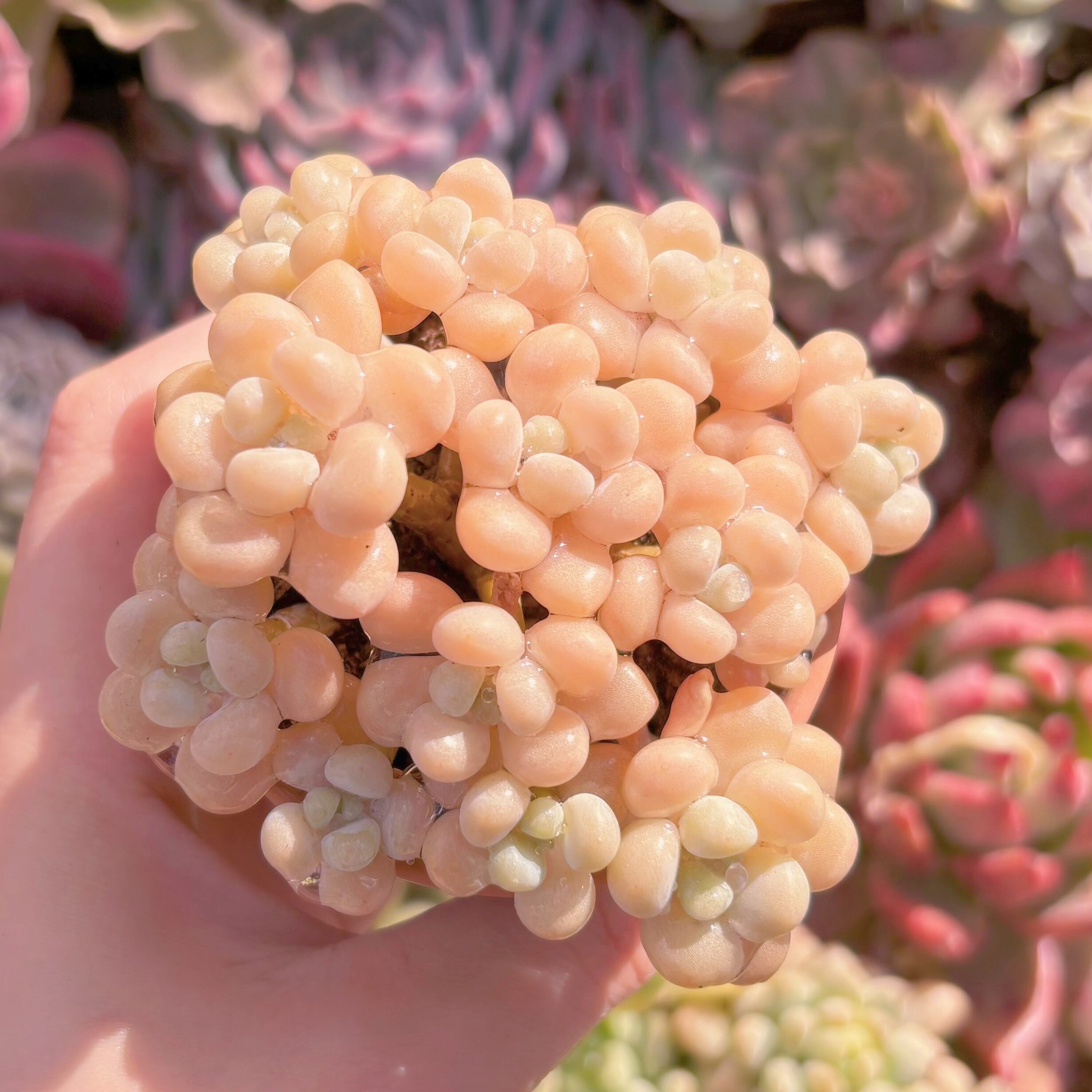 現品　ストロベリーミルク#847　群生　るる農園