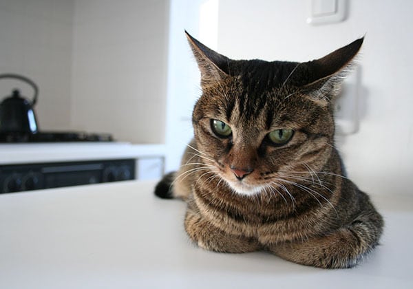 猫 ポストカード The Cat who....キッチンカウンターにて食事待ち 10x14.8センチ(cm)官製はがきサイズ 猫写真 はがき ねこ葉書 ネコハガキ Postcard アイとちび アイシス