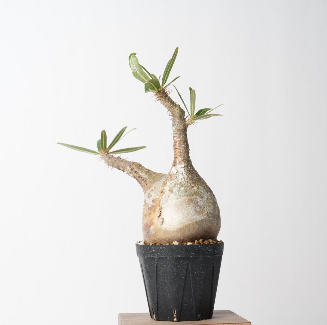 パキポディウム グラキリス no.7〈発根済み〉 | SPECIAL OTHER WORKS