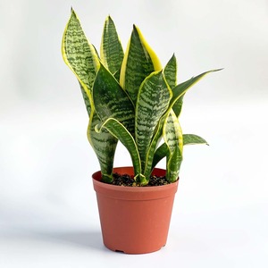 サンスベリア 4号 Inakougei イナコウゲイ 観葉植物 鉢 多肉 猫用品