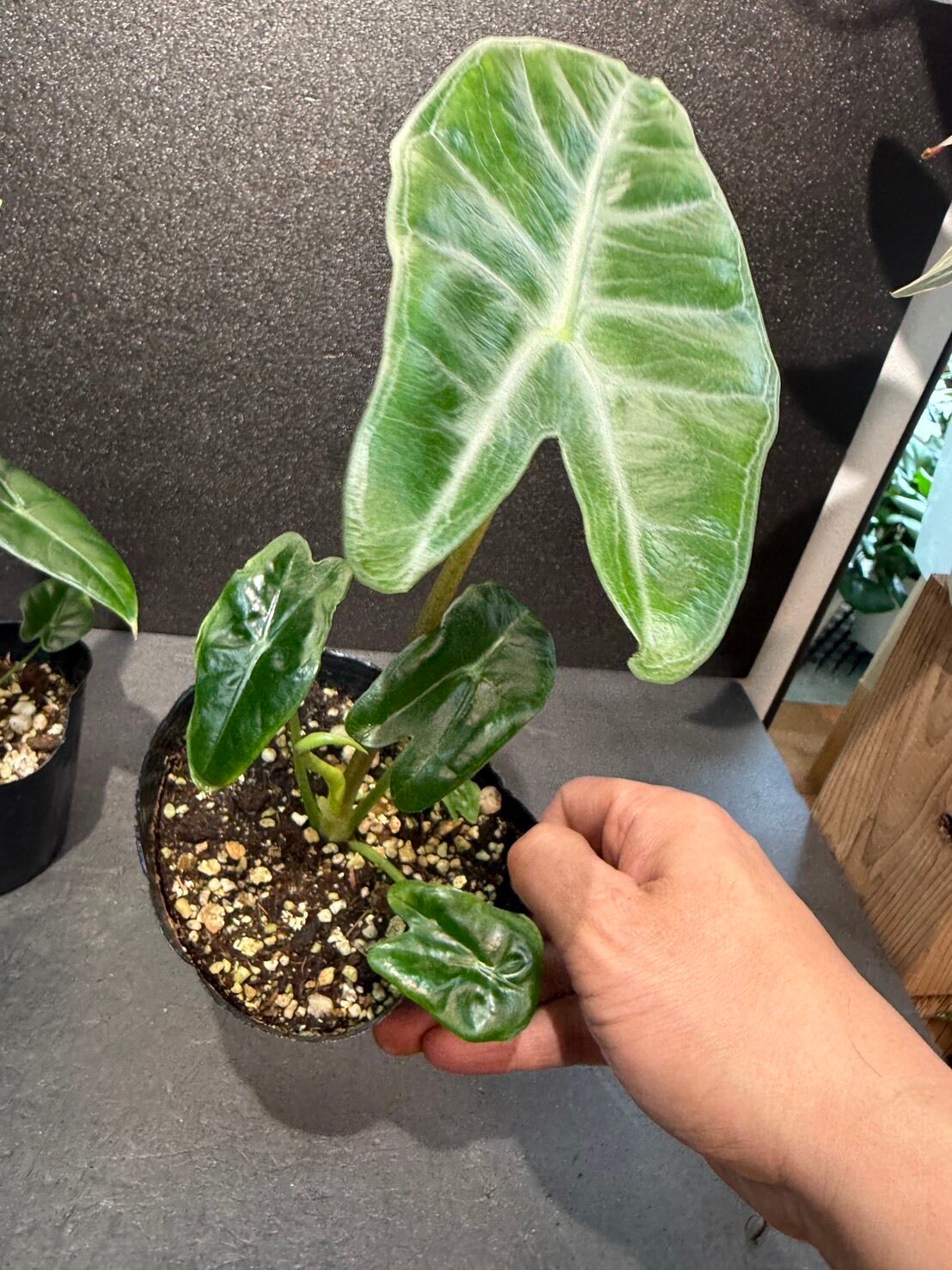 アロカシア・ロンギロバ 4号 | 観葉植物と雑貨のお店 VIVAGREEN