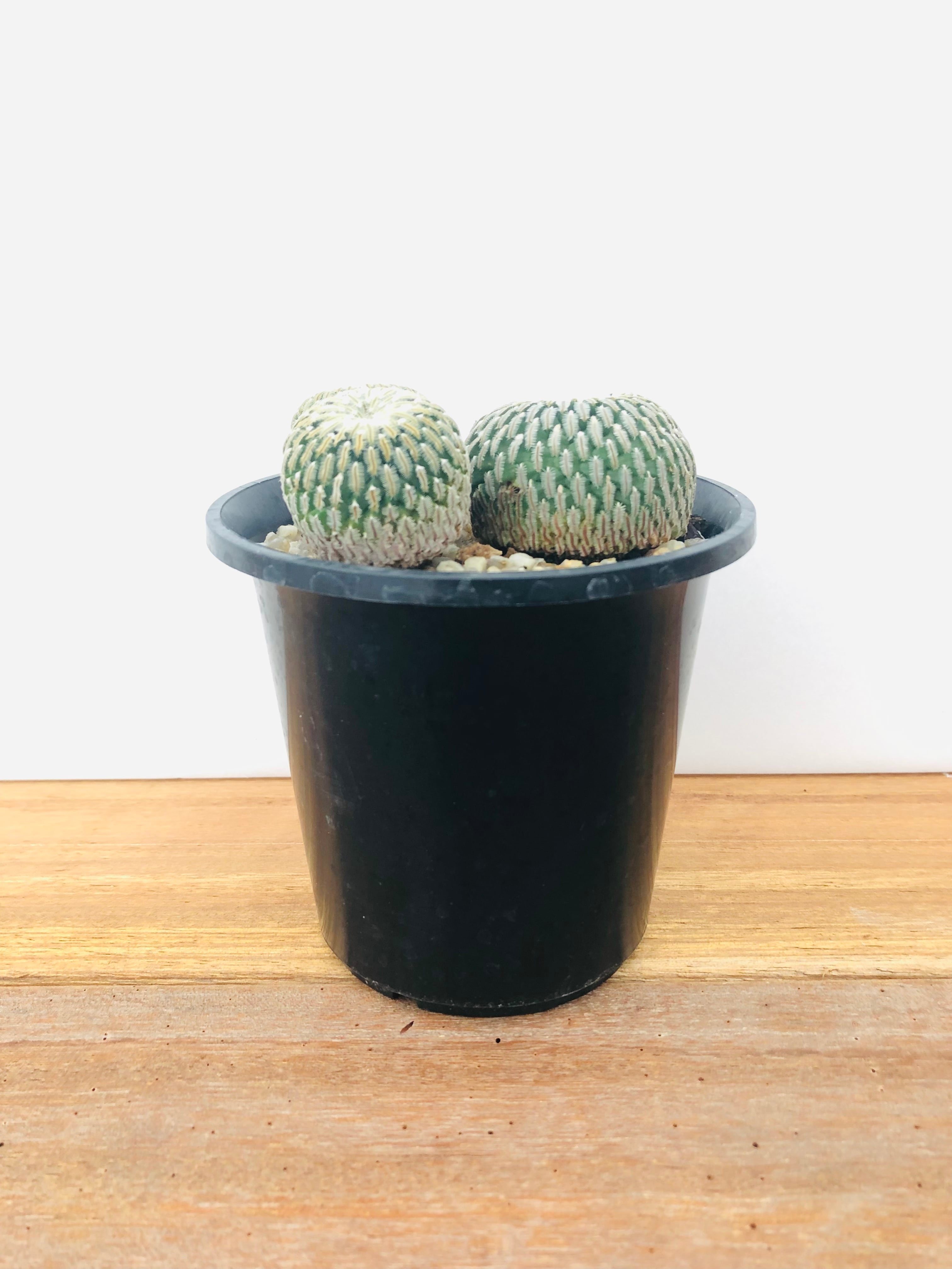 Turbinicarpus pseudopectinatus 精巧殿 サボテン | plants MARU